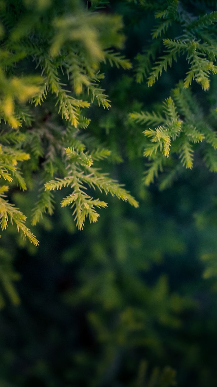 750x1334 iPhone X wallpaper. tree leaf bokeh green nature