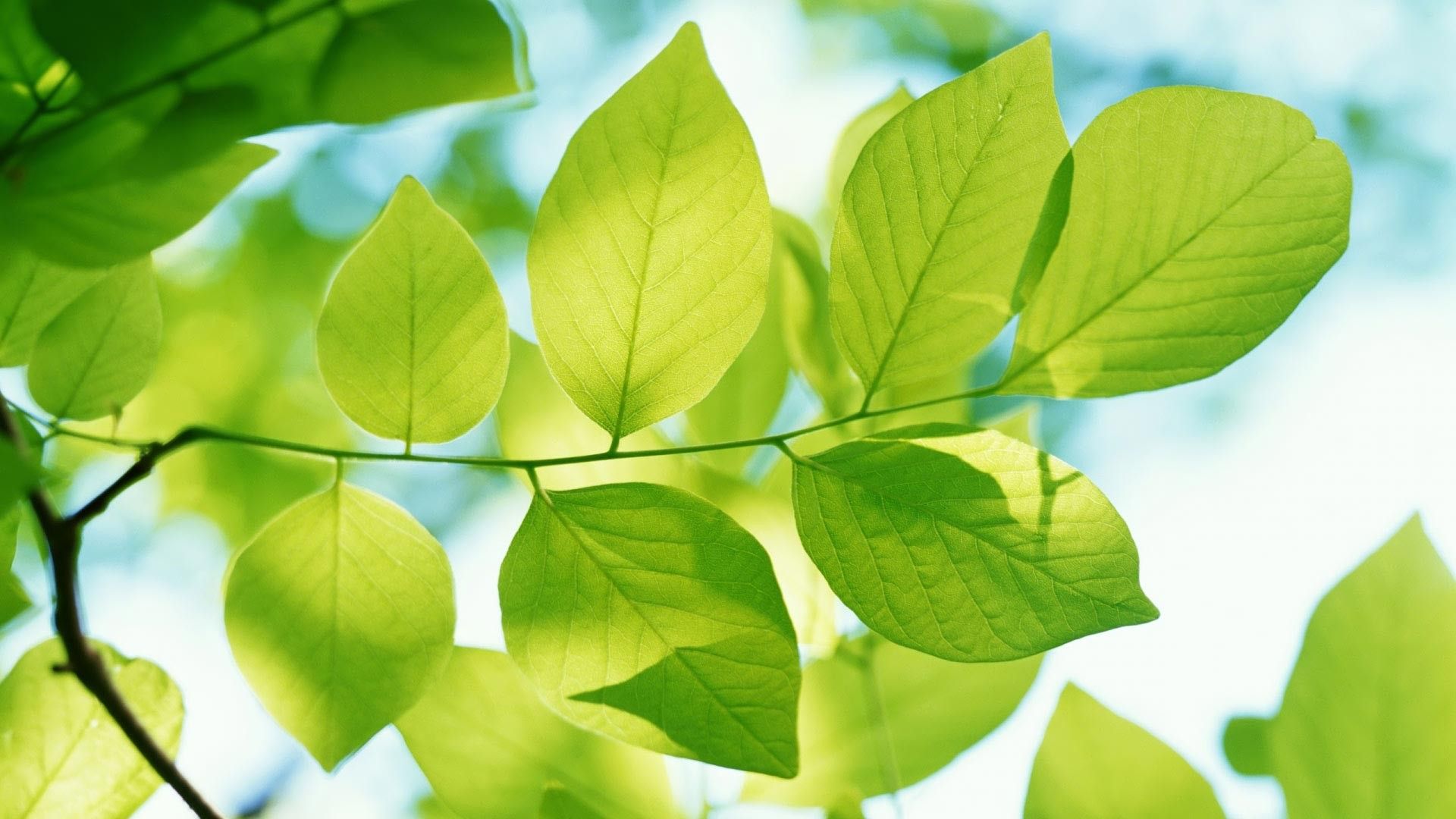 1920x1080 Leaf Wallpaper HD 05465