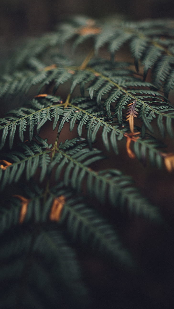 728x1294 HD wallpaper: phone, nature, leaves