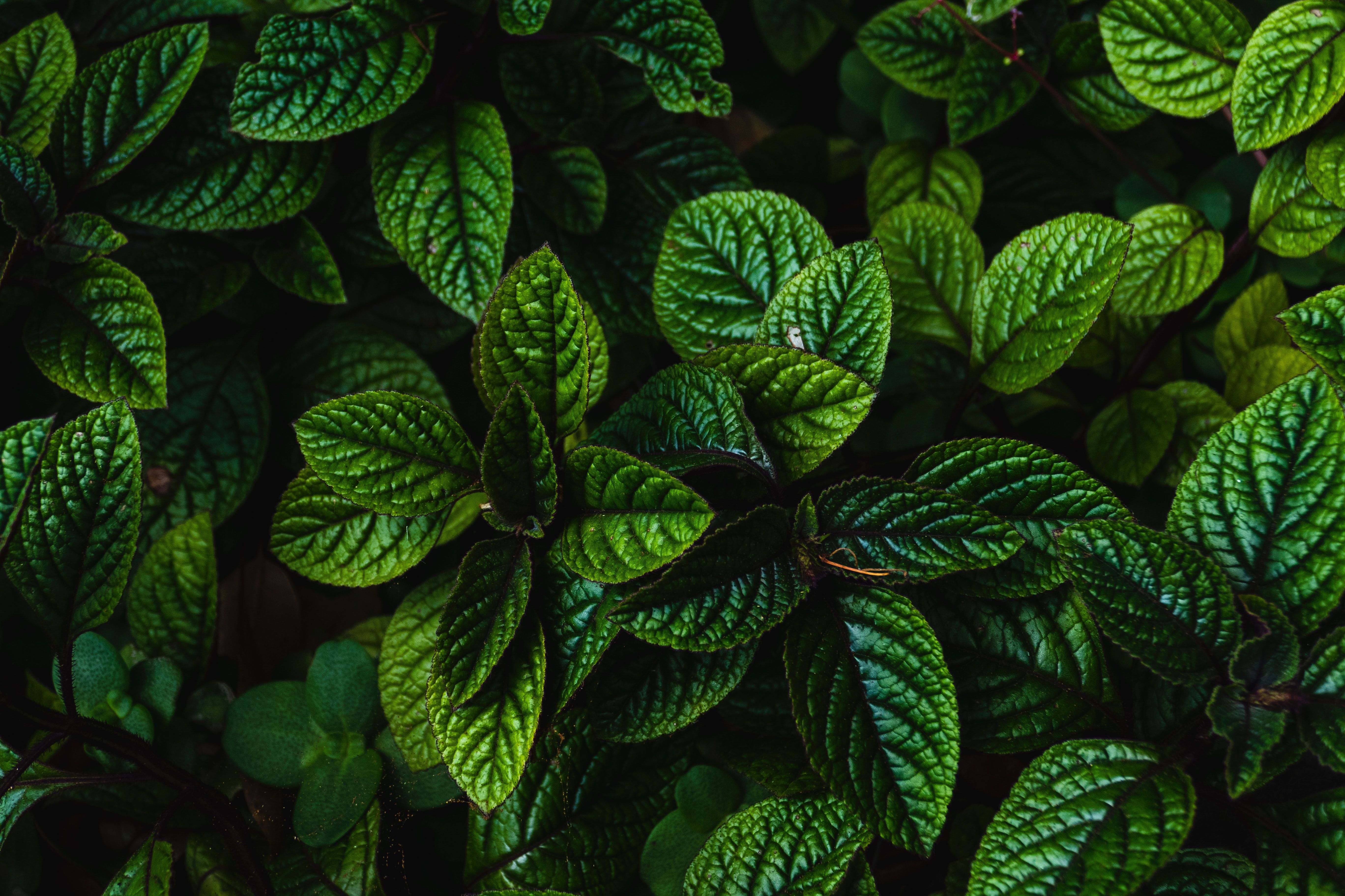 5472x3648 Download Nature Leaf 4k Ultra HD Wallpaper