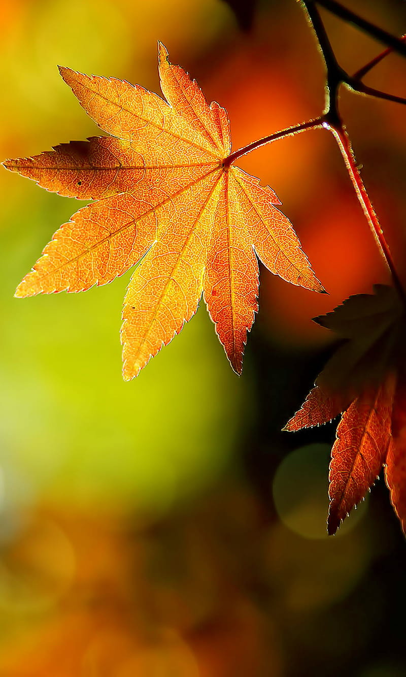 800x1333 Autumn Leaves, autumn leaves, nature, HD phone wallpaper