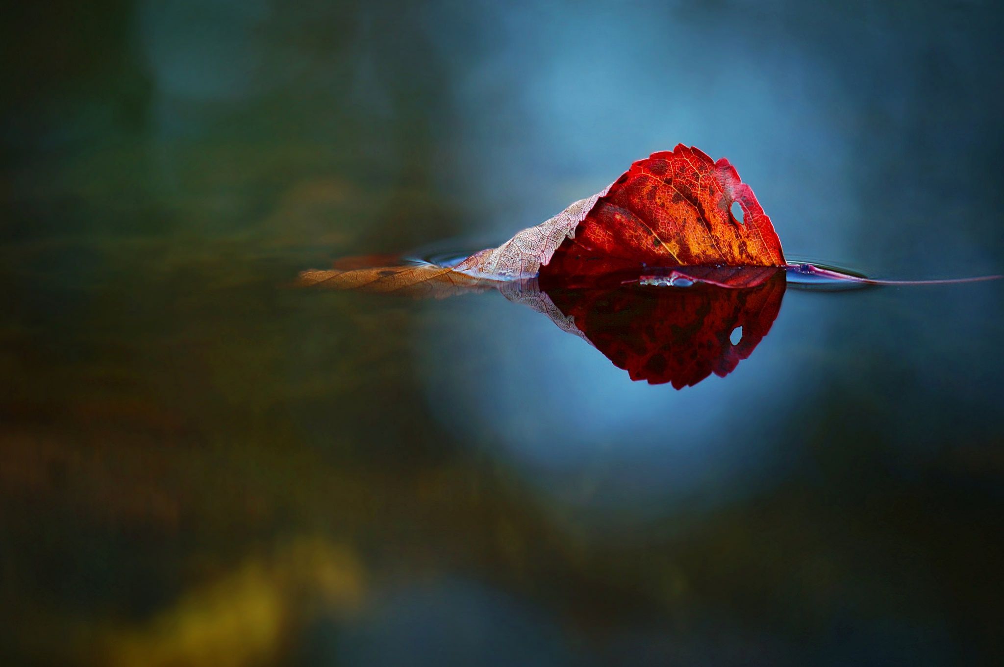 2048x1361 Wallpaper nature, water, autumn, leaf for mobile and desktop, section природа, resolution 2048x1361