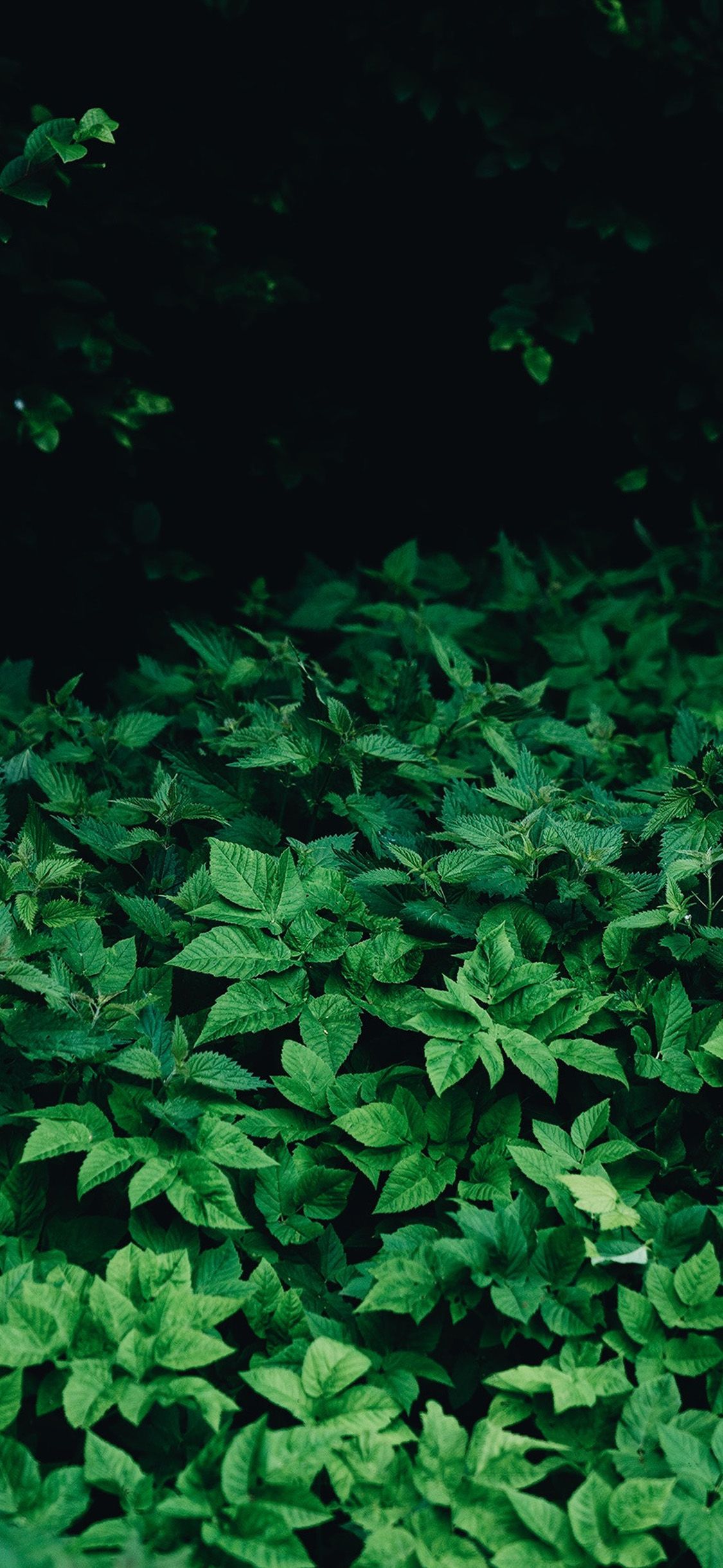 1125x2436 iPhone X wallpaper. leaf wood mountain flower green nature