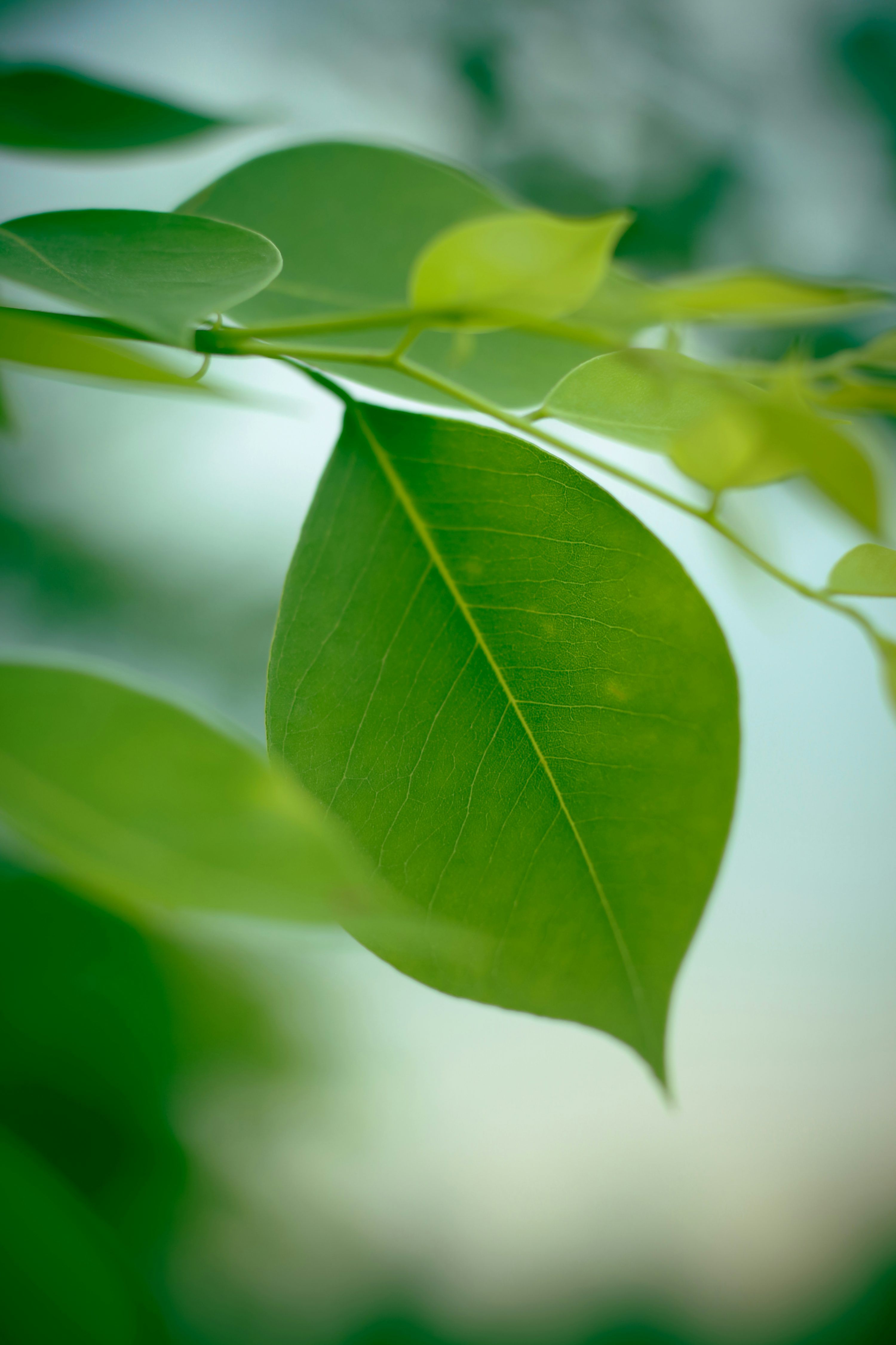 3000x4500 A close up of a leaf photo