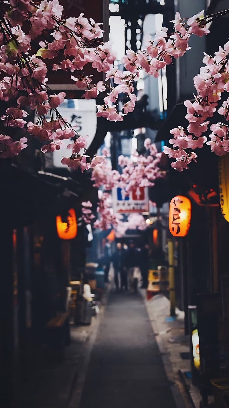 800x1422 Aesthetic Korean, pink flower, aesthetic, korean, HD phone wallpaper
