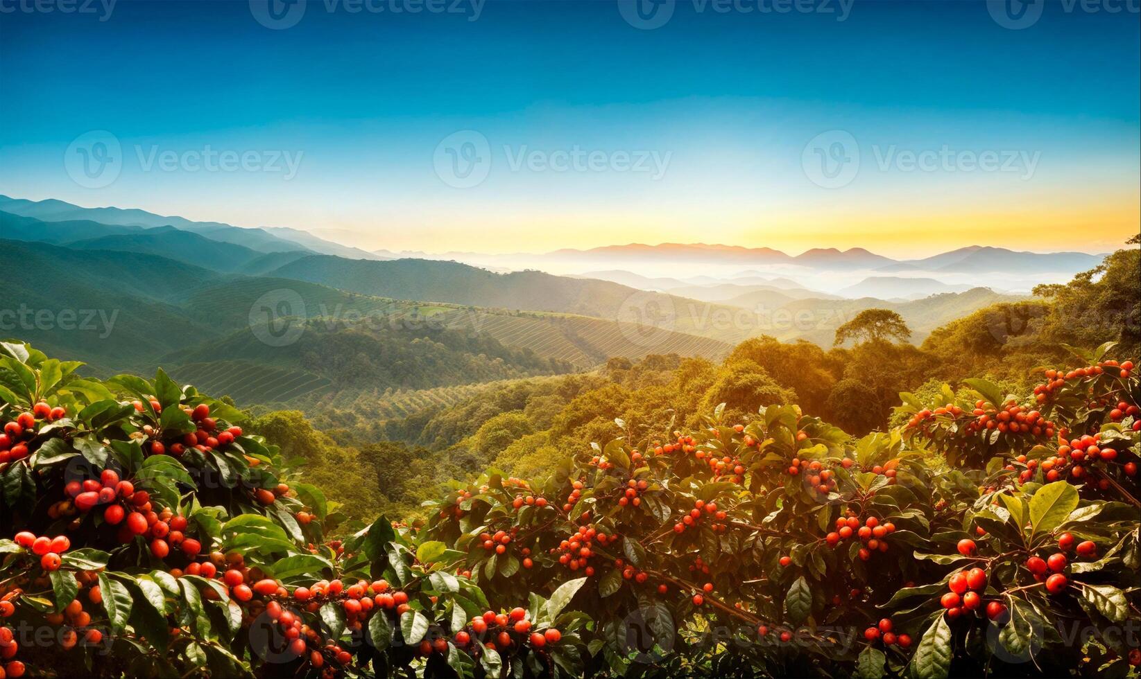 1645x980 Red coffee beans on a branch, coffee plantation hills, beautiful landscape background