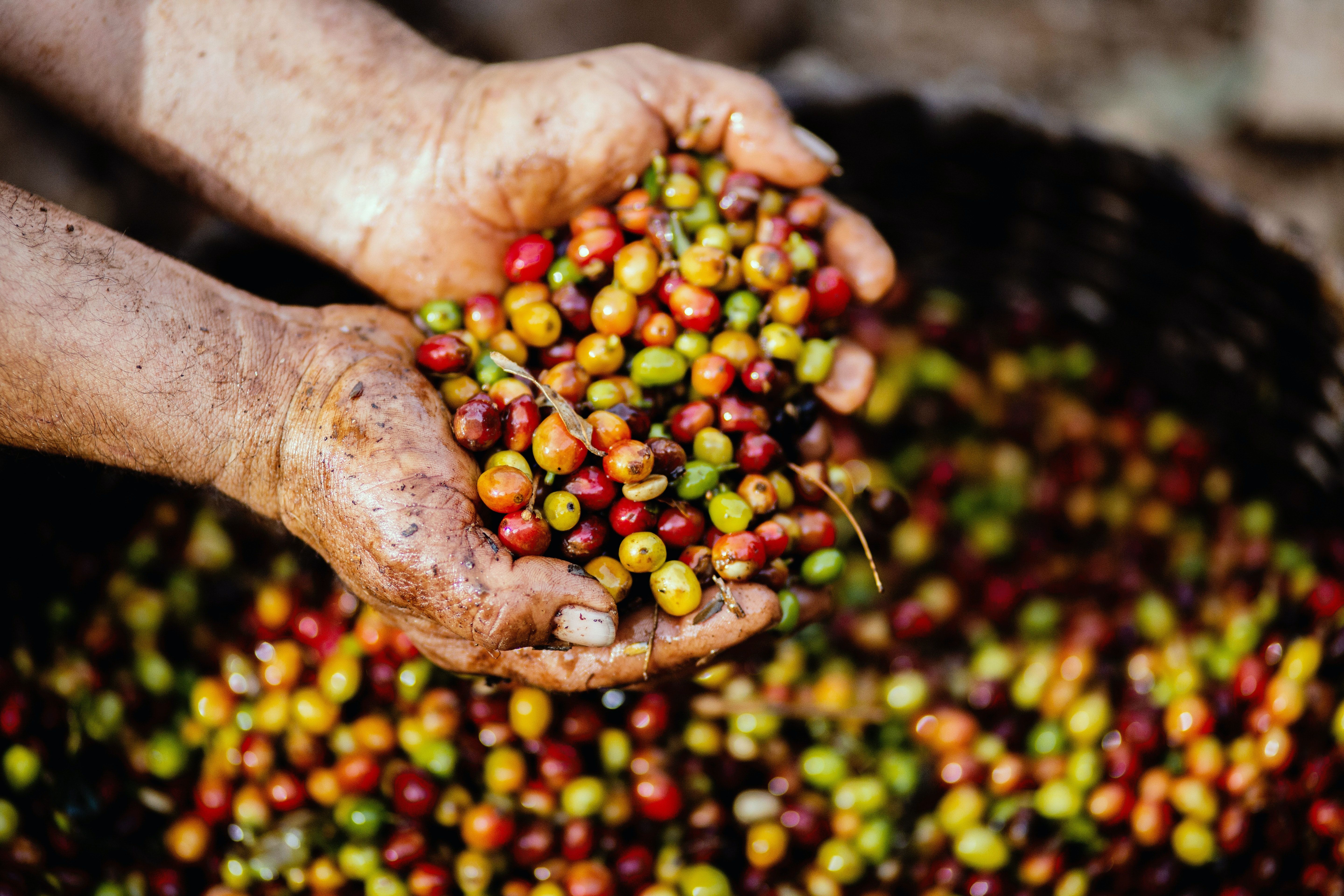 5760x3840 Coffee: From Farm to Cup. Traverse Area District Library