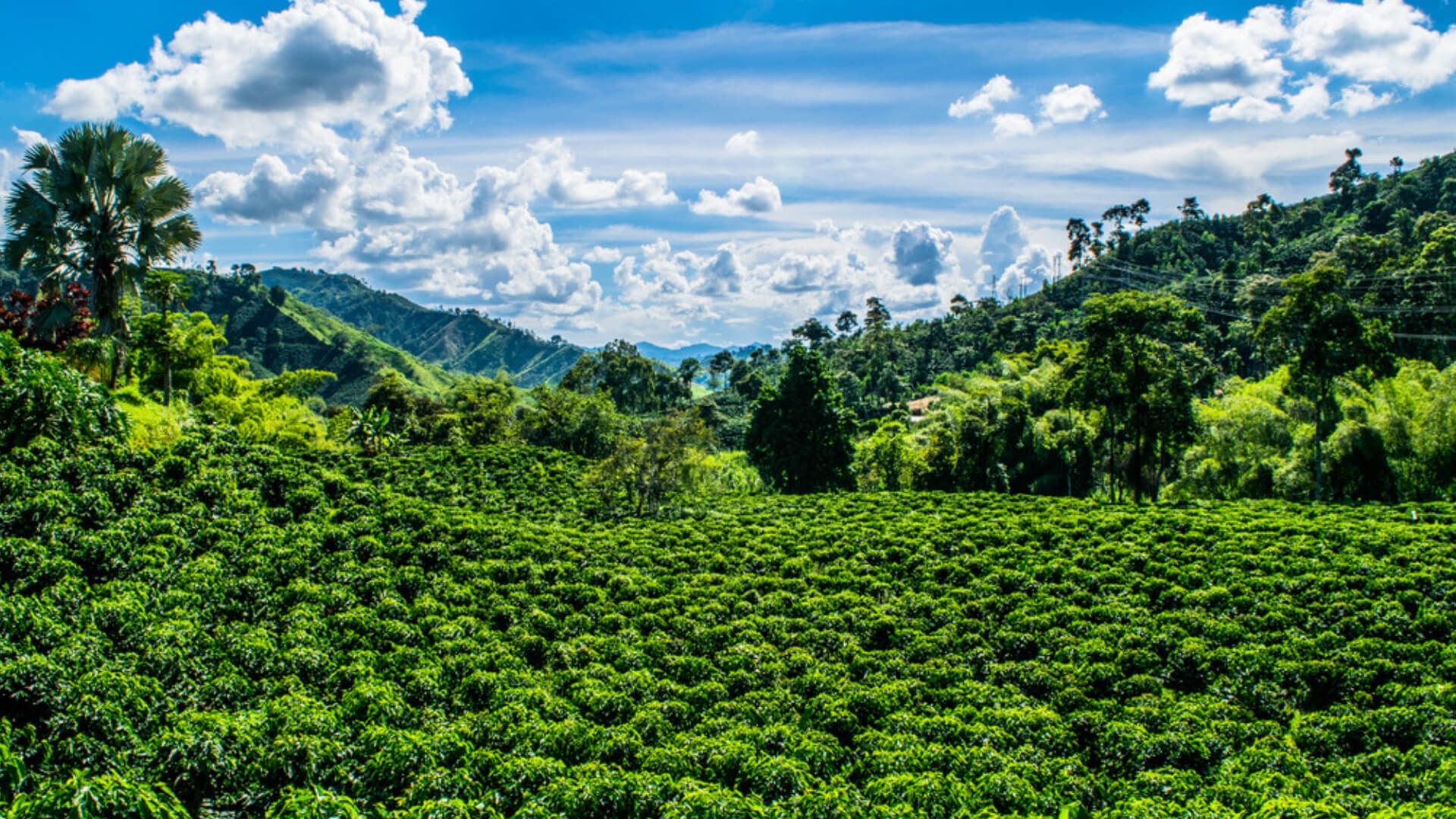 1920x1080 Altitude and coffee quality: What's loft got to do with it
