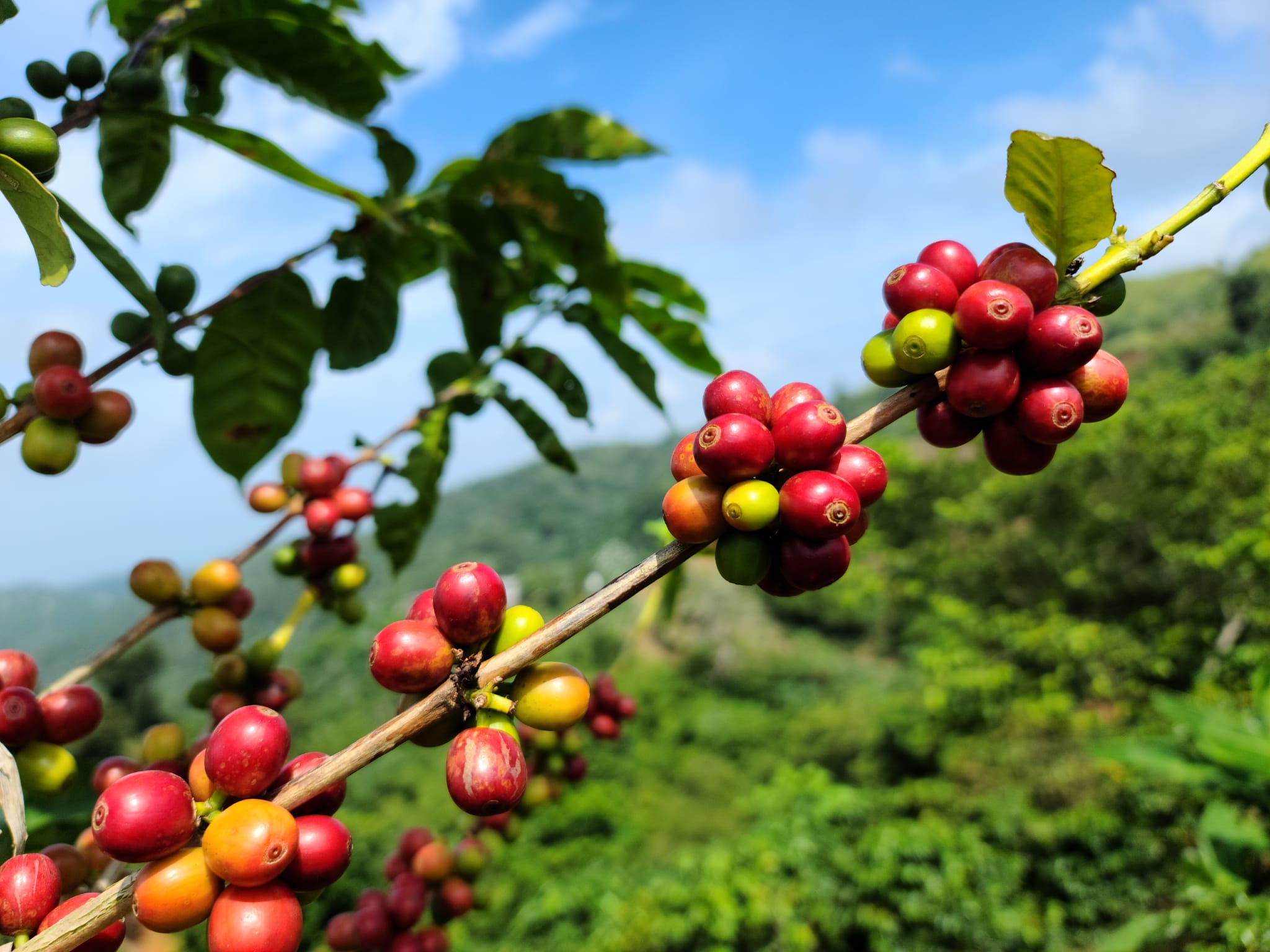 2048x1536 Hacienda Encantos Farm Spotlight Rico Coffee Roasters