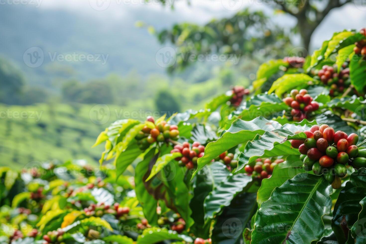 1470x980 Coffee plantation showing bean growing on branch in farm setting