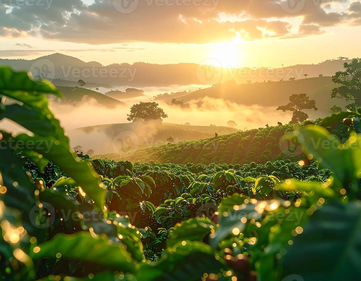 1260x980 Coffee Plantation at Sunrise Beautiful Landscape, Agriculture, natural