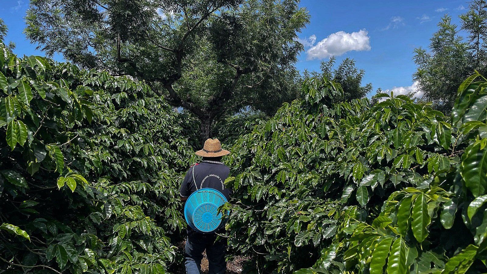 1600x900 A Tale of My Coffee Farm Tour Experience in Antigua