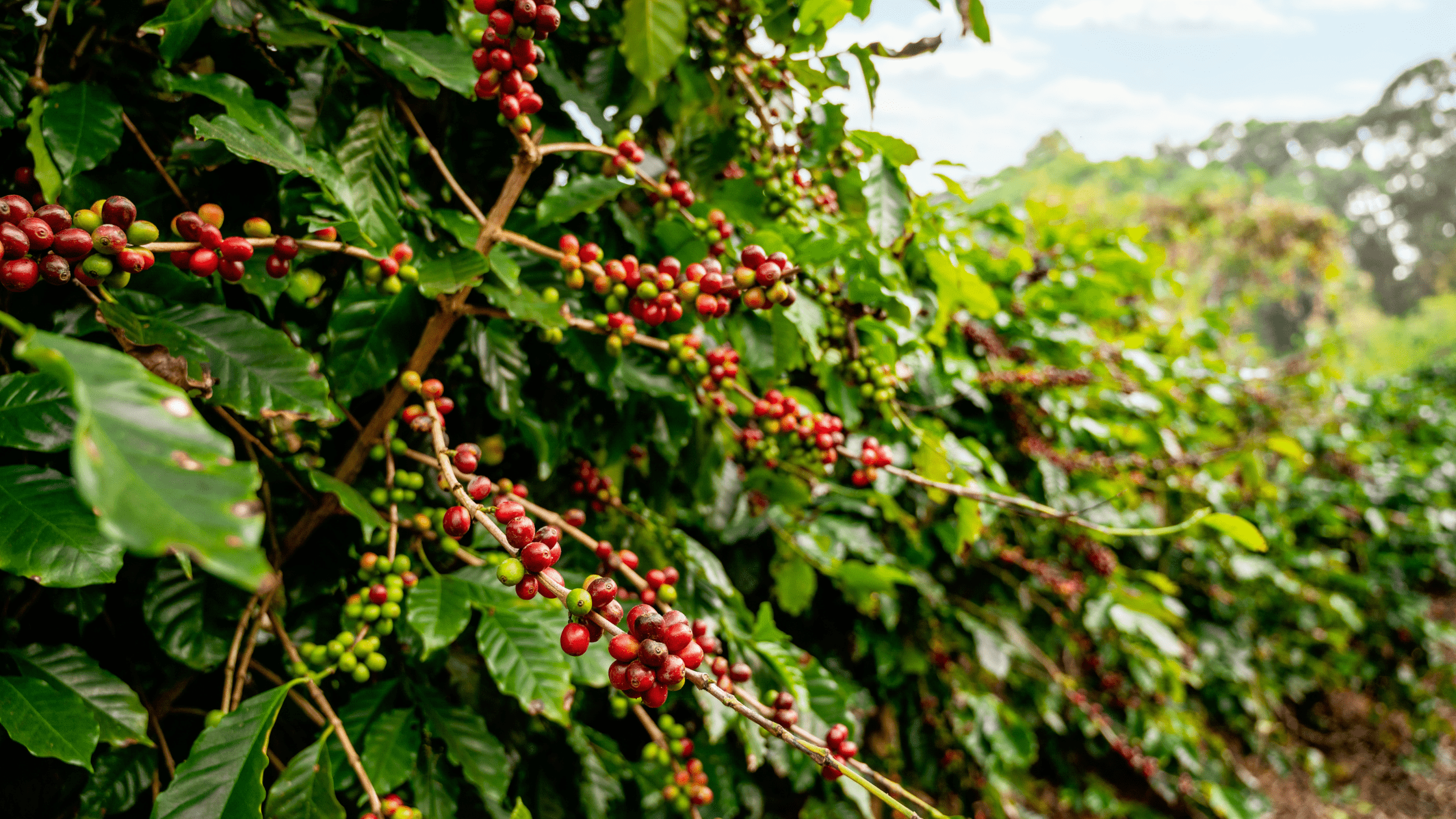 2240x1260 Kaanapali Coffee Farms: Information and Real Estate Insights Real Estate Market & Trends