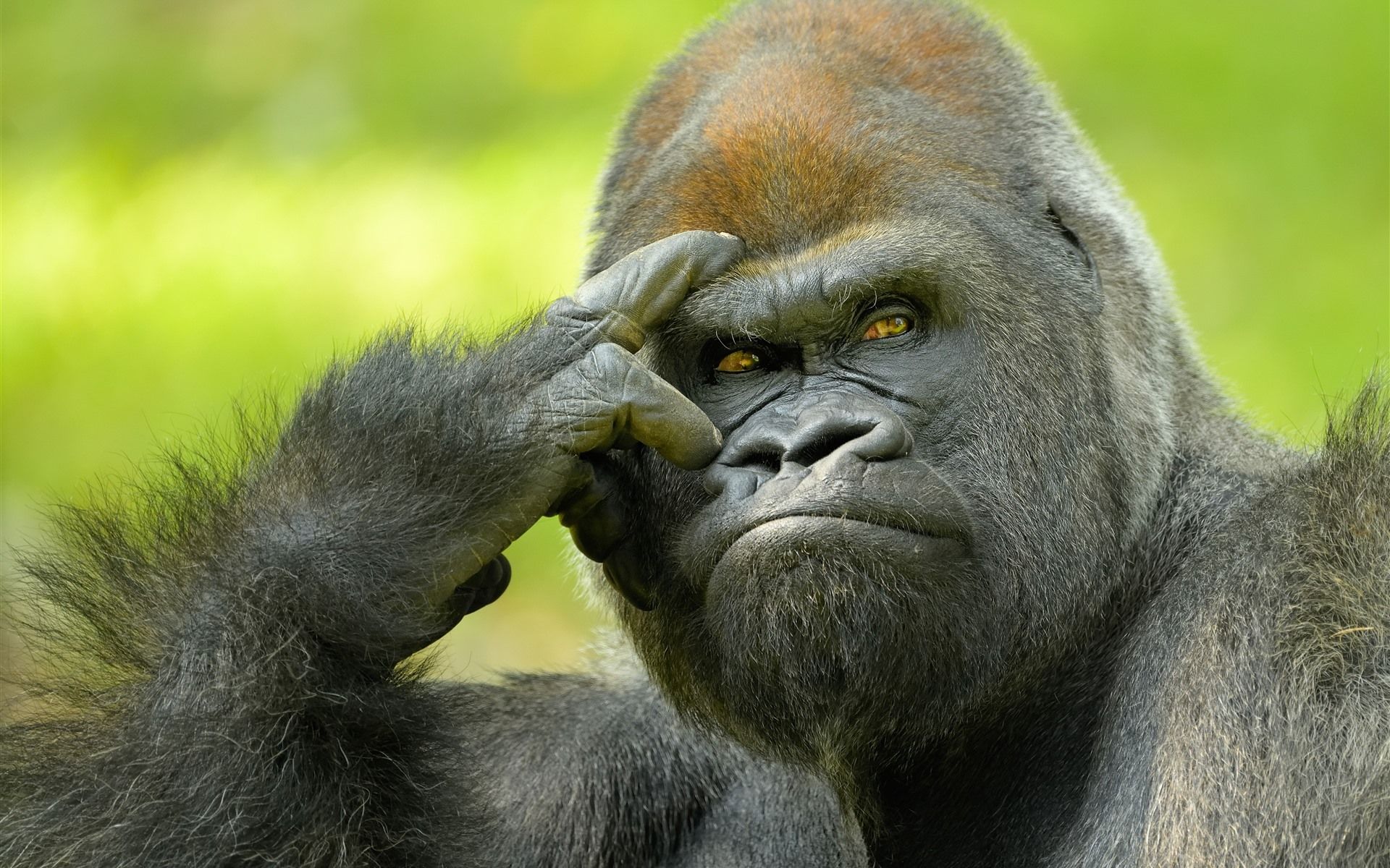 1920x1200 Funny Gorilla Wallpaper