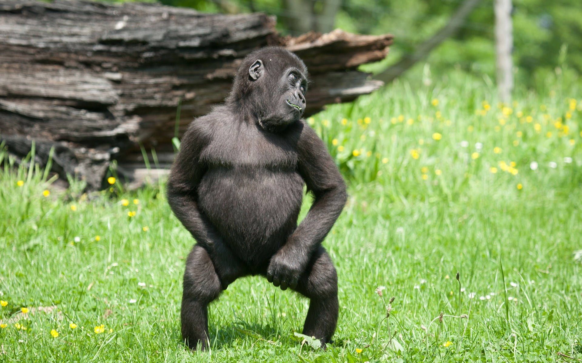 1920x1200 Download Silly Funny Cool Gorilla Forest Wallpaper