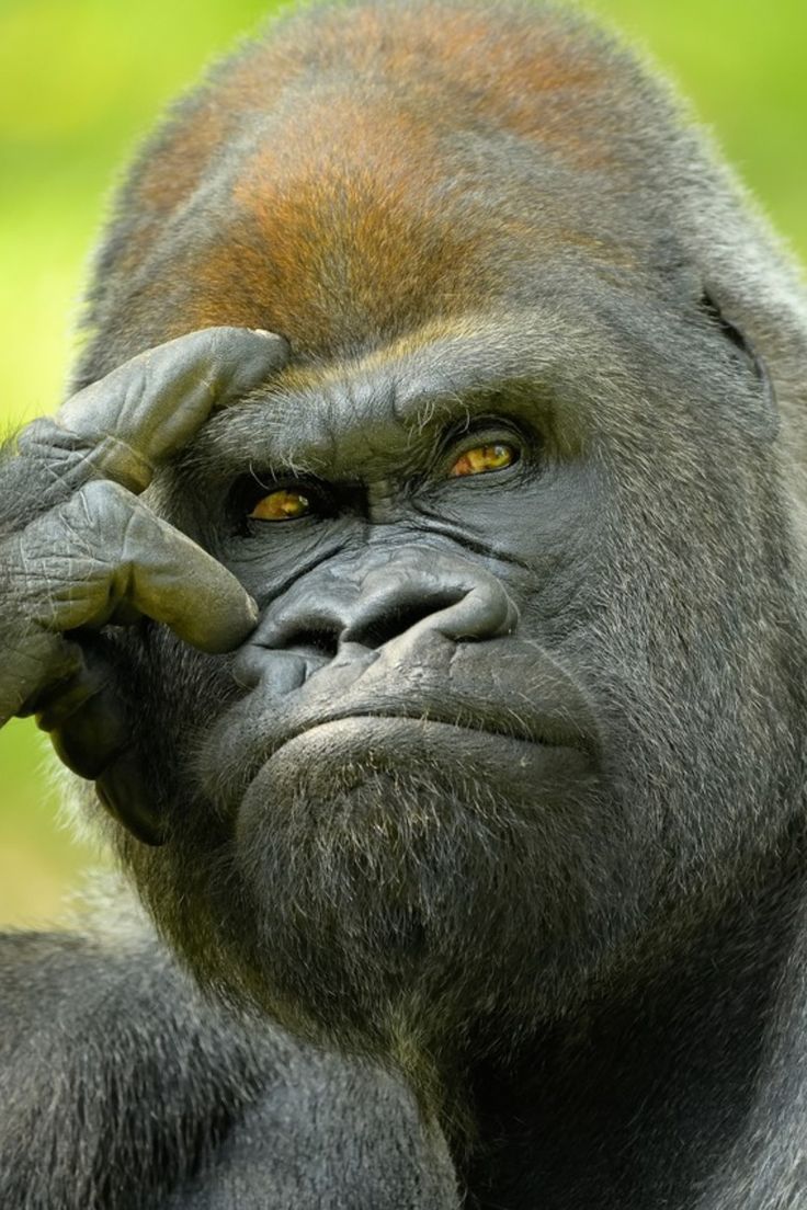 736x1104 animaux sauvages. Gorilla wallpaper, Animals beautiful, Funny animal picture