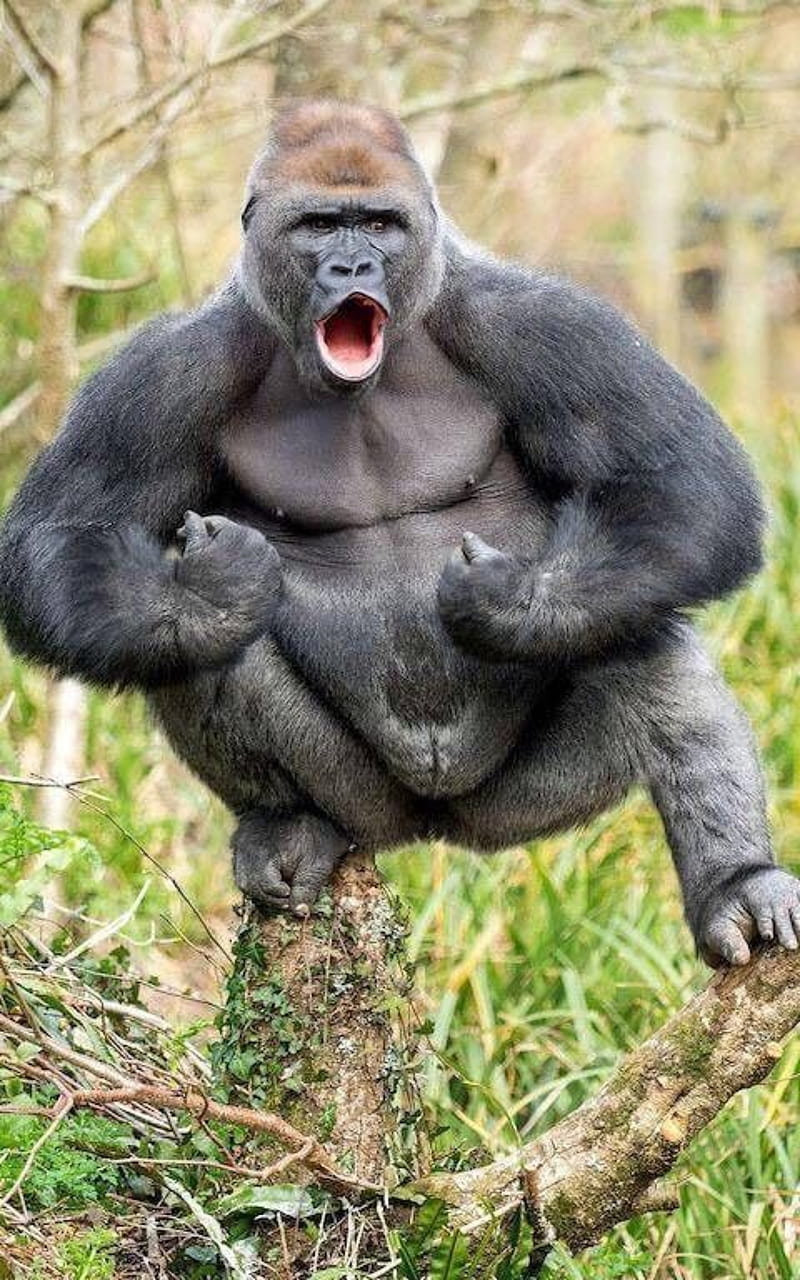 800x1280 Gorilla, gorila, monkey, monkeys, mono, strong, HD phone wallpaper