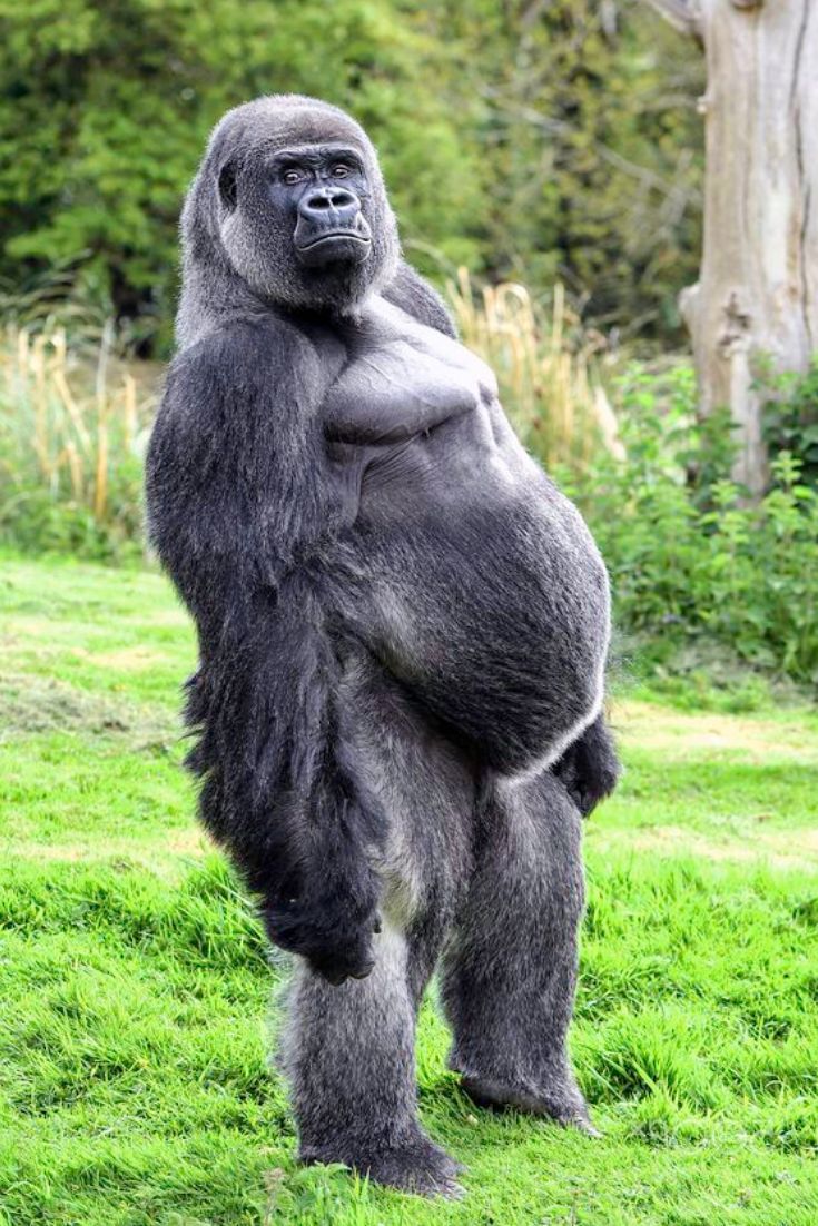 735x1102 Erkek Goril. Baby animals, Funny animals, Cute baby animals