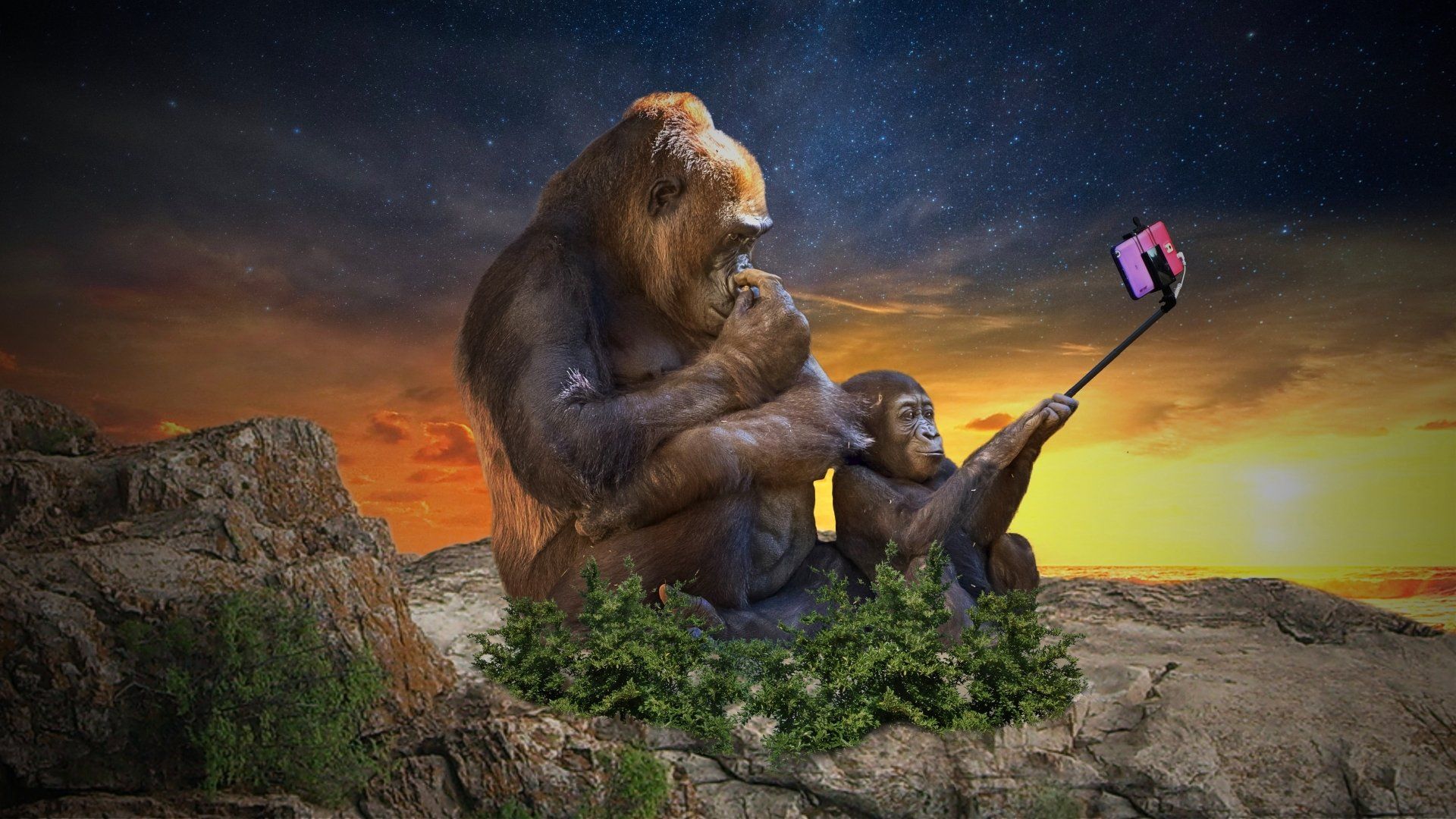 1920x1080 Download Selfie Gorilla Funny Animal 4k Ultra HD Wallpaper