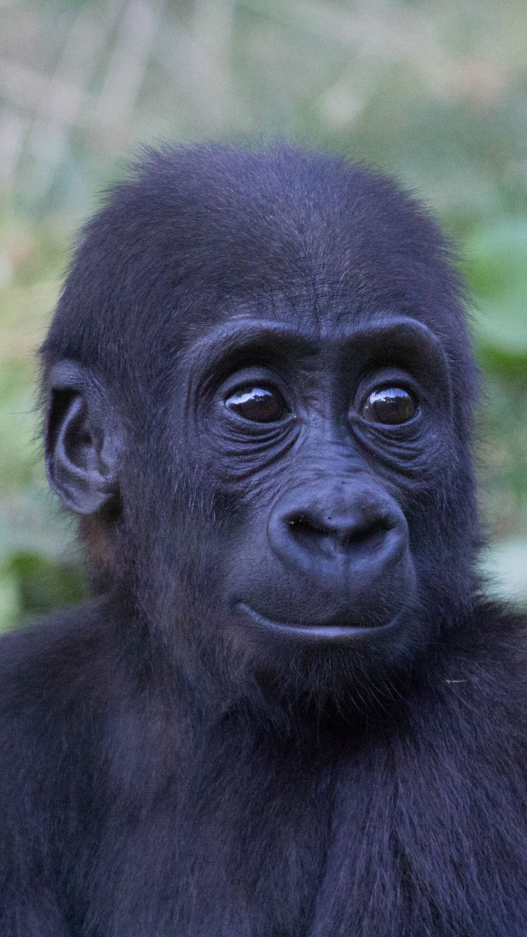1080x1920 Download Funny Face Gorilla iPhone Wallpaper