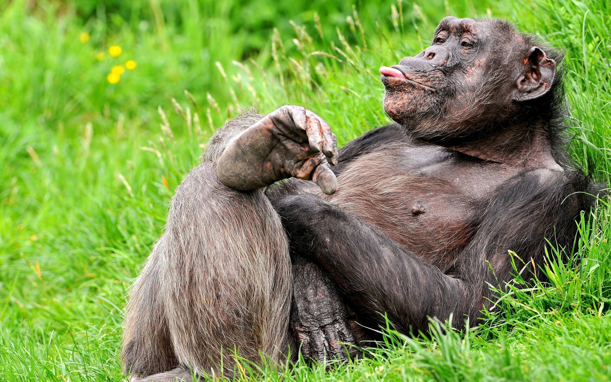 2560x1600 Gorilla Wallpaper