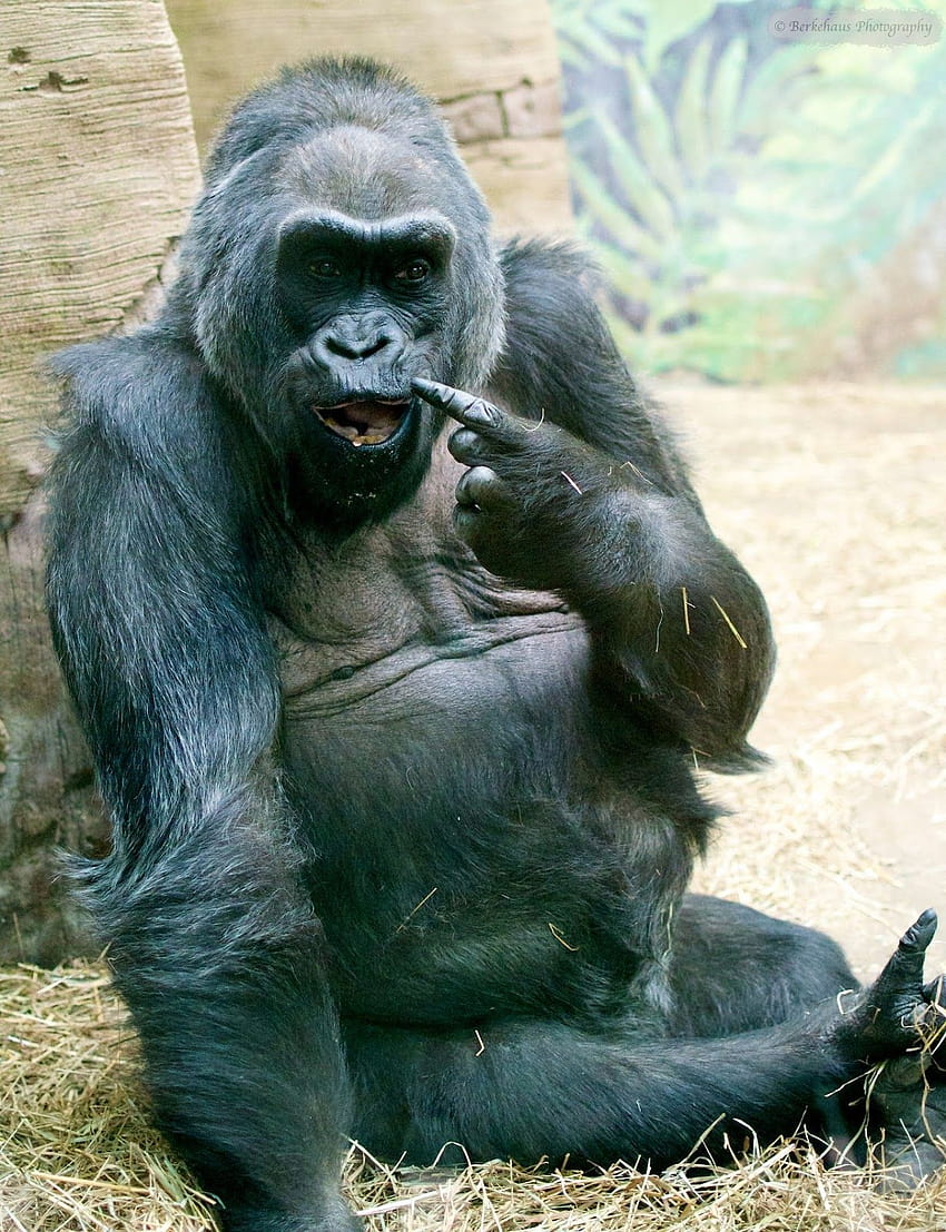 850x1107 Gorillas, funny gorilla HD phone wallpaper