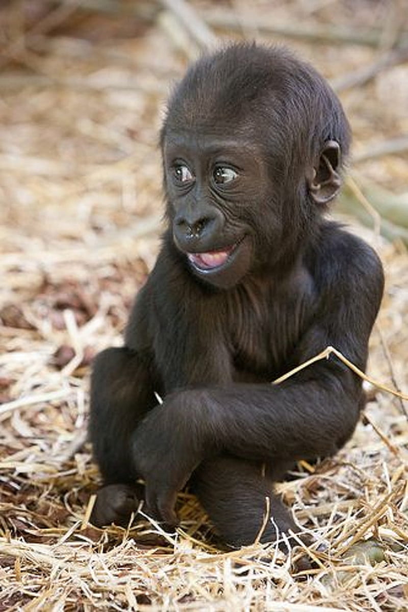 800x1201 Gorilla, cute, HD phone wallpaper