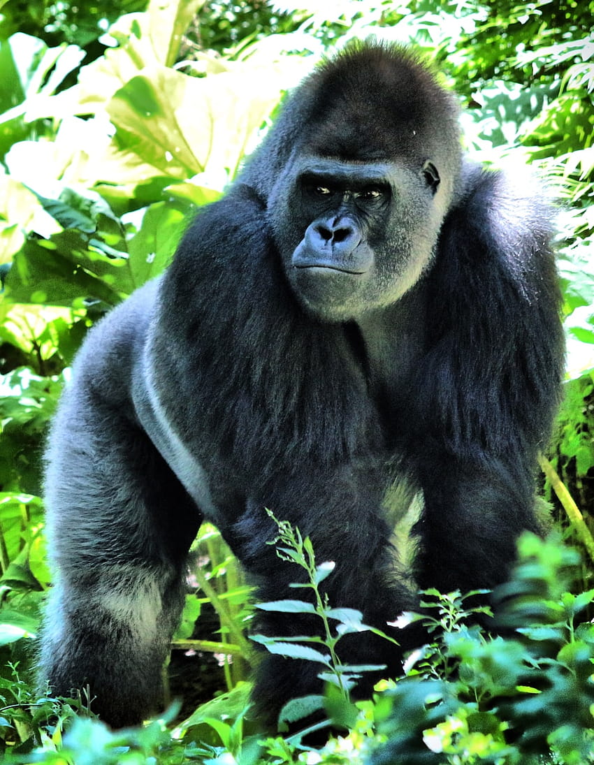 850x1095 Gorilla, funny gorilla HD phone wallpaper