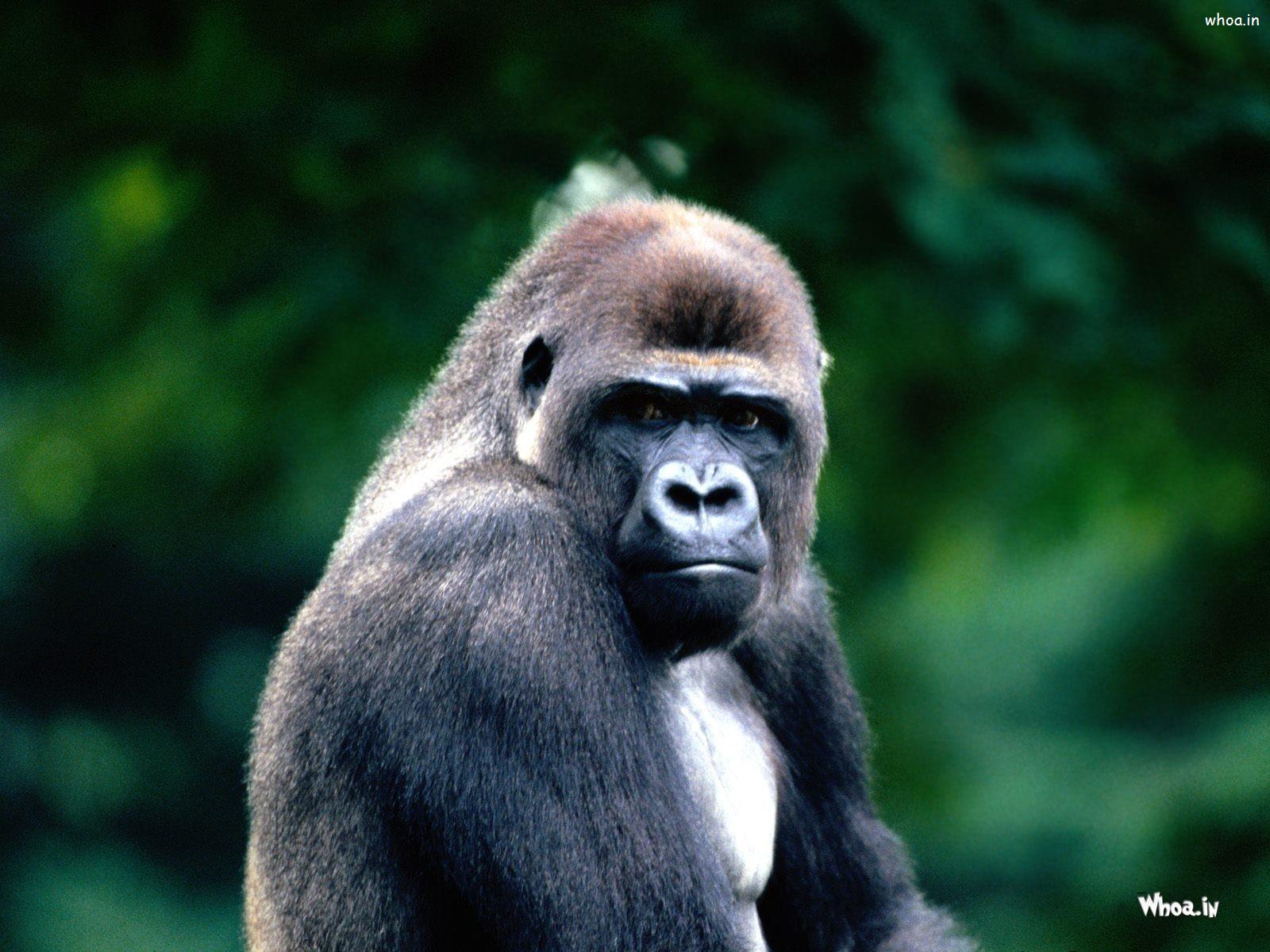 1600x1200 Gorilla The Largest Primate In The World