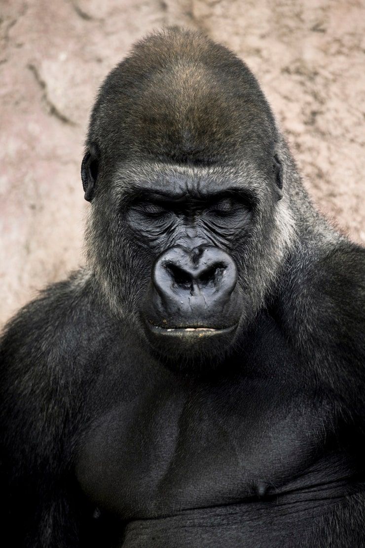 740x1110 Gorilla wallpaper 320x240 Image