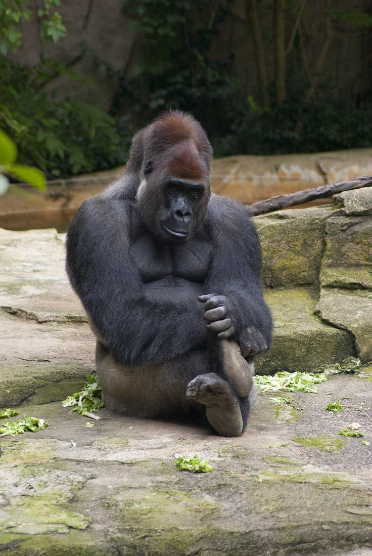 736x1099 Gorilla Tag Wallpaper