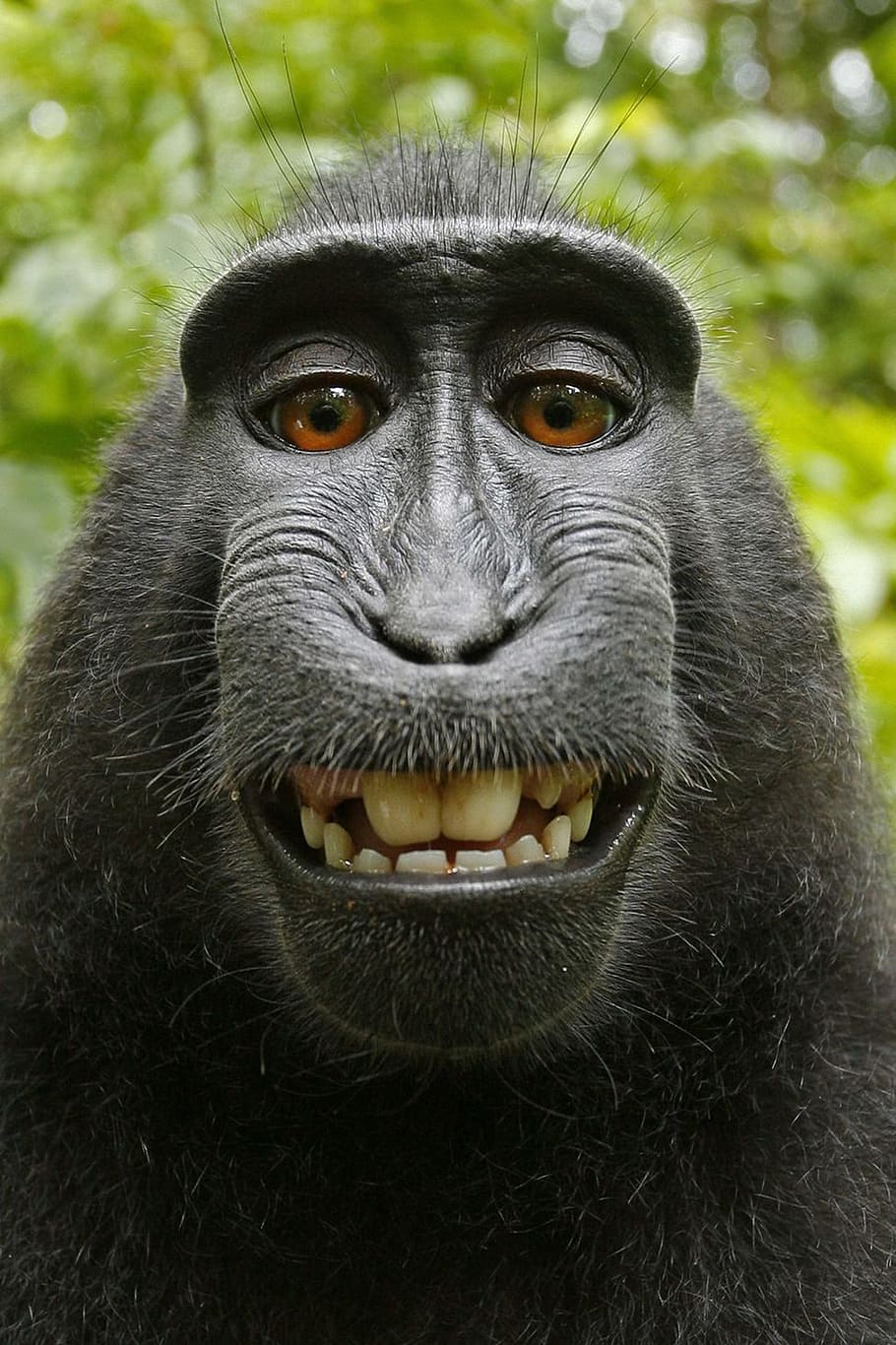 910x1366 gorilla 1080P, 2K, 4K, 5K HD wallpaper free download