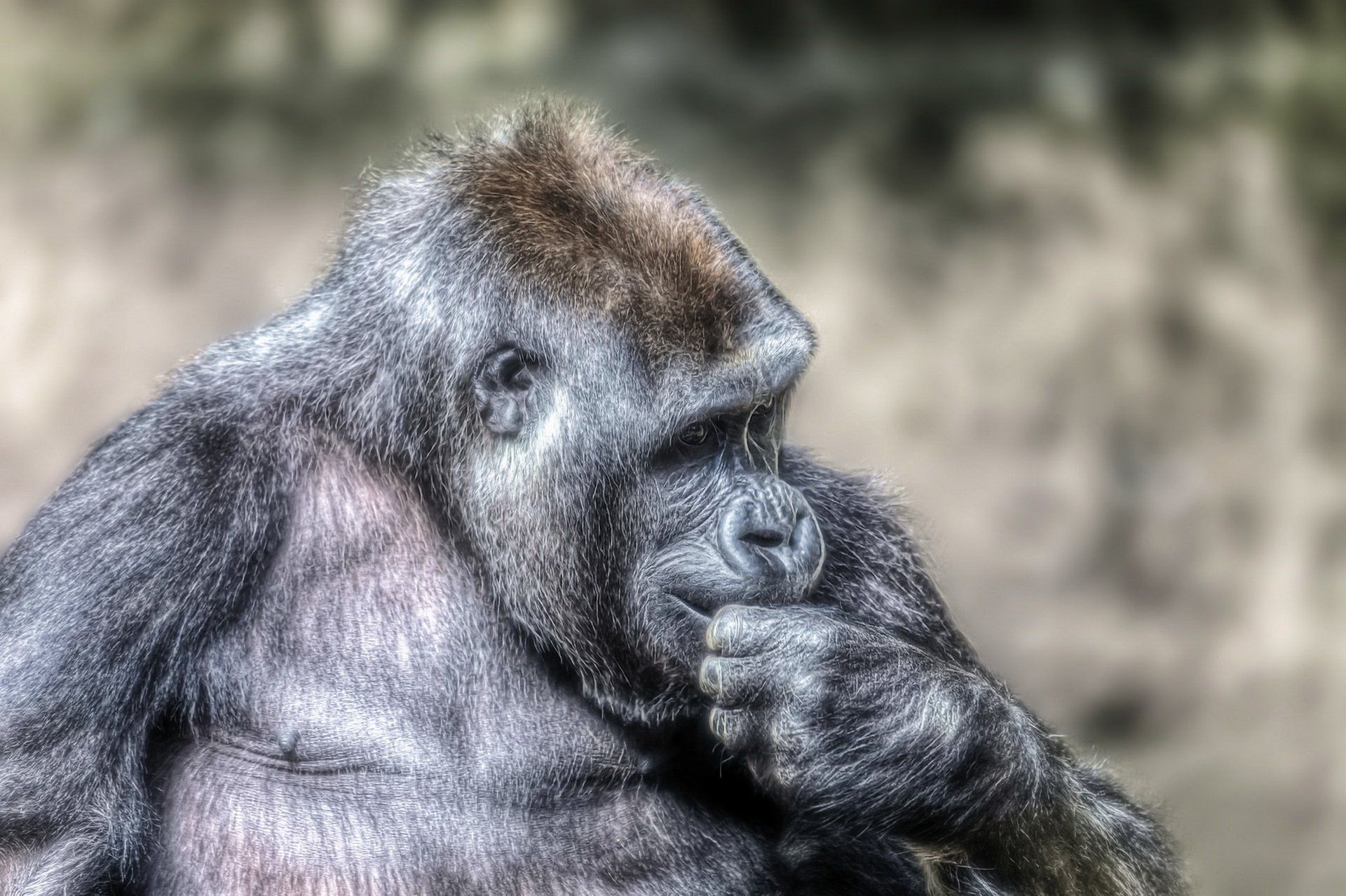 1920x1279 Download Monkey Animal Gorilla HD Wallpaper