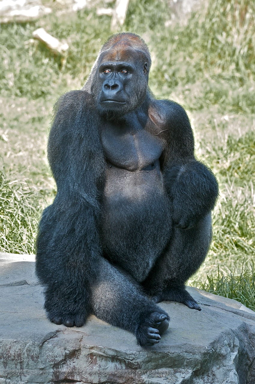 850x1279 One of God's Creatures, funny gorilla HD phone wallpaper
