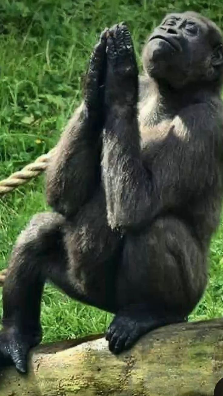 736x1308 Funny Monkey Sitting on a Wooden Log