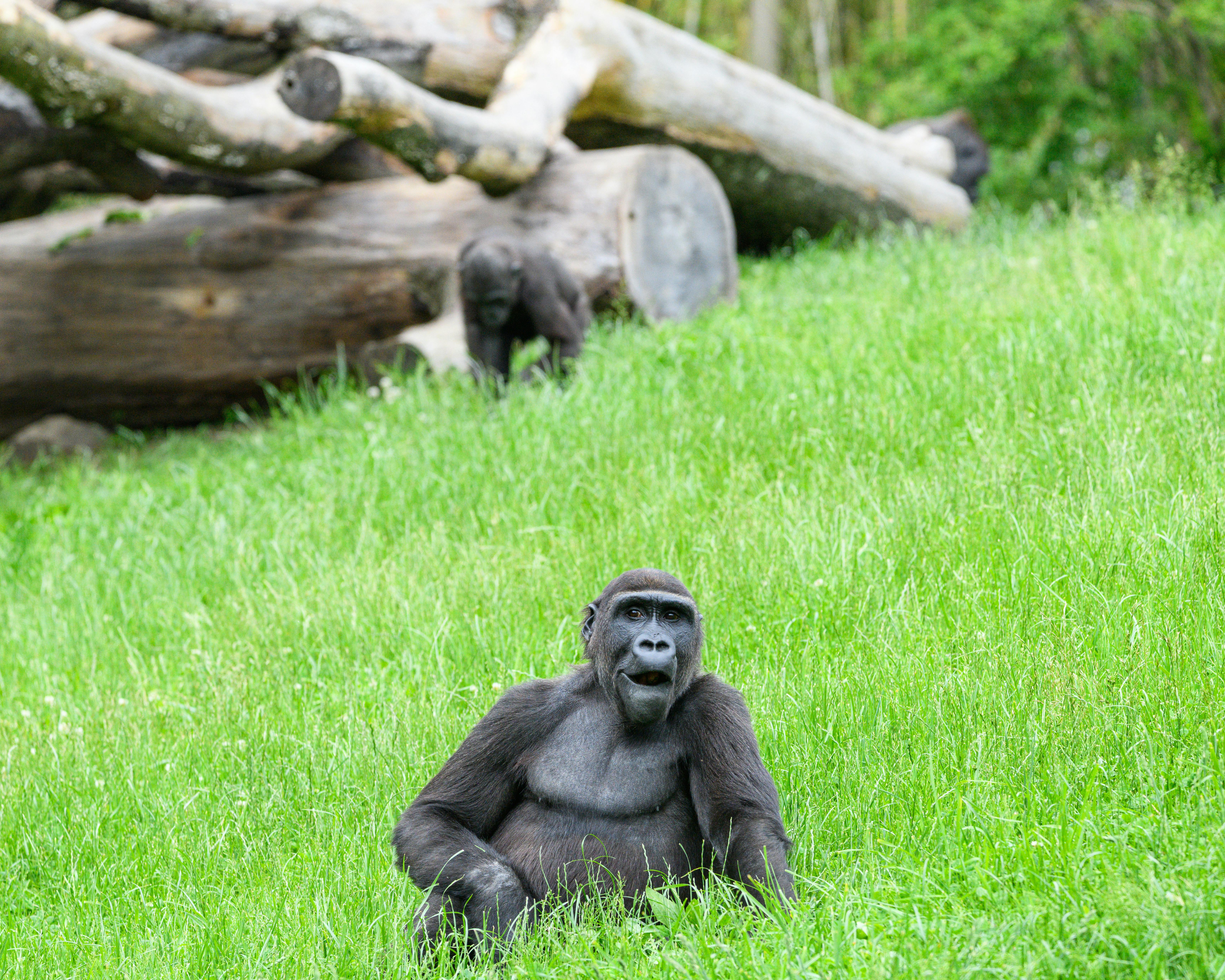 6880x5504 Gorilla Sitting in Shadow · Free