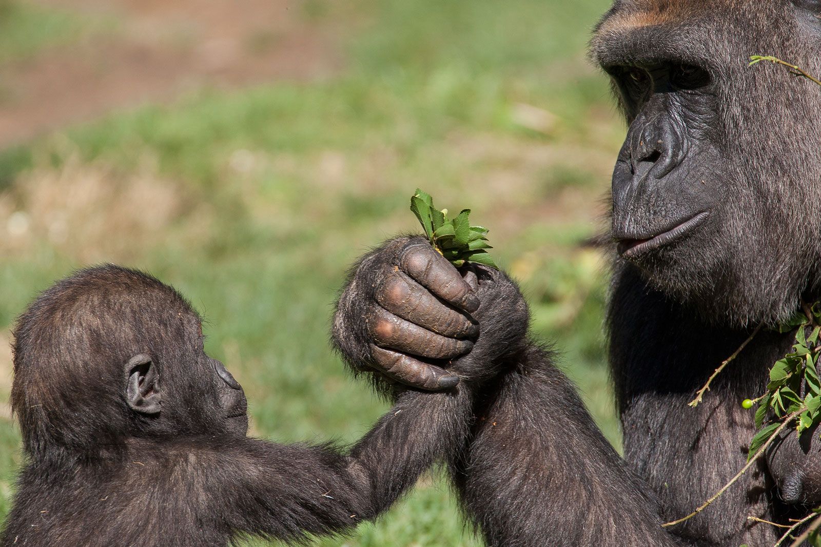1600x1066 Download Monkey Primate Baby Animal Cute Animal Gorilla Wallpaper