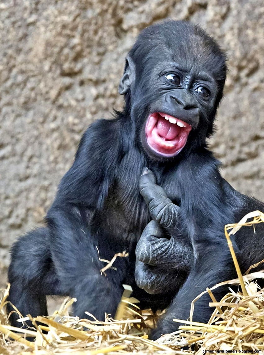 850x1144 Smiling Animal, baby gorilla iphone HD phone wallpaper