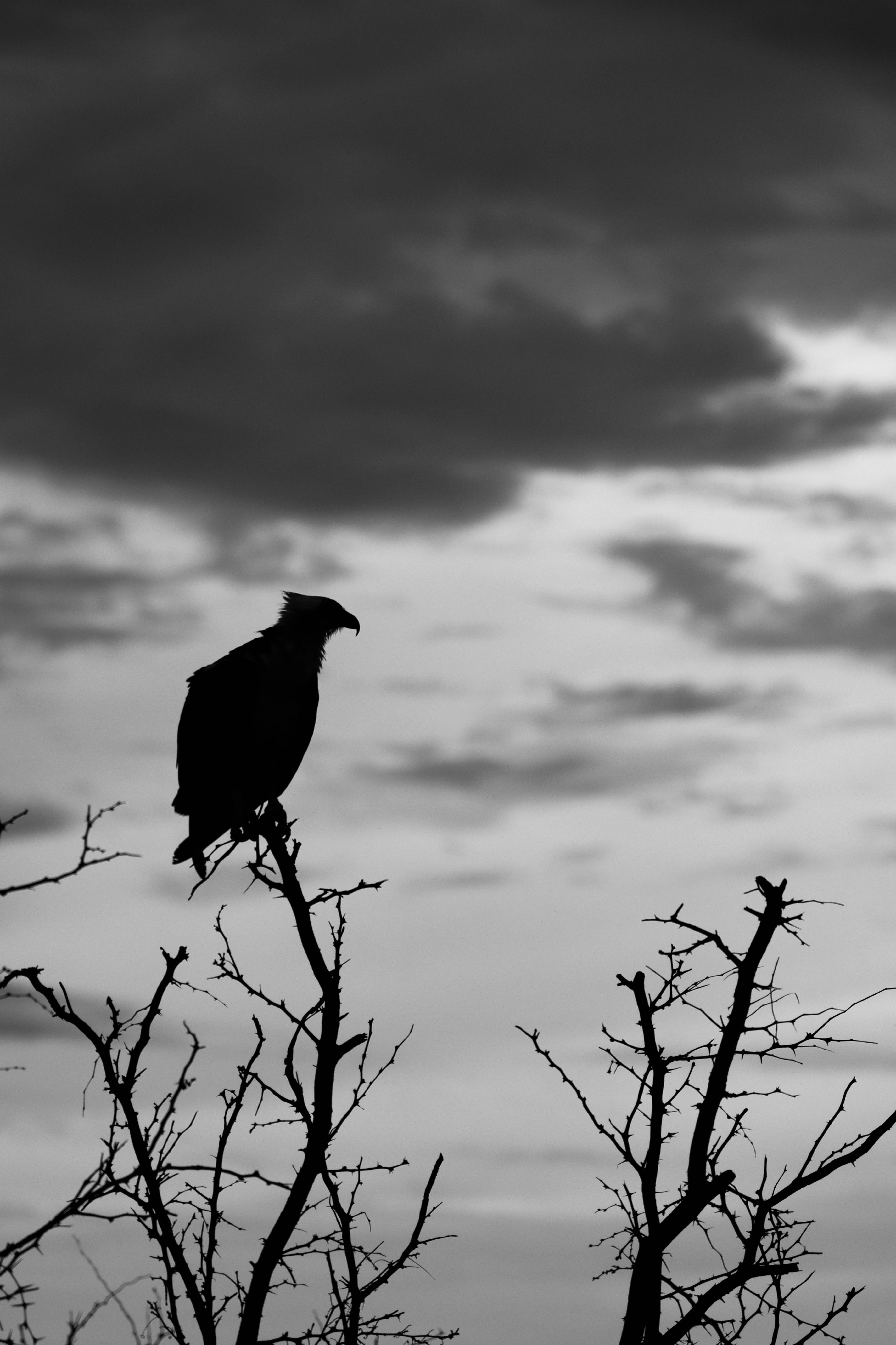 4640x6960 Crow on Branch · Free