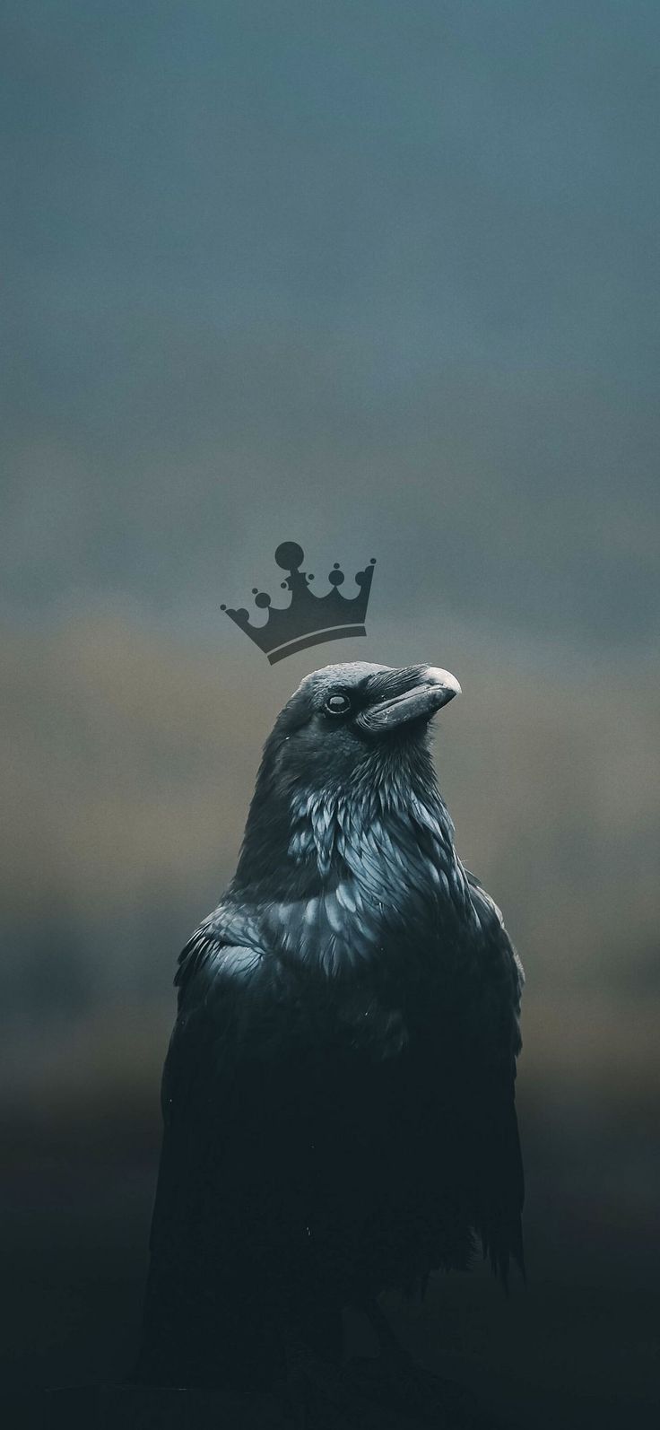 736x1594 Crow