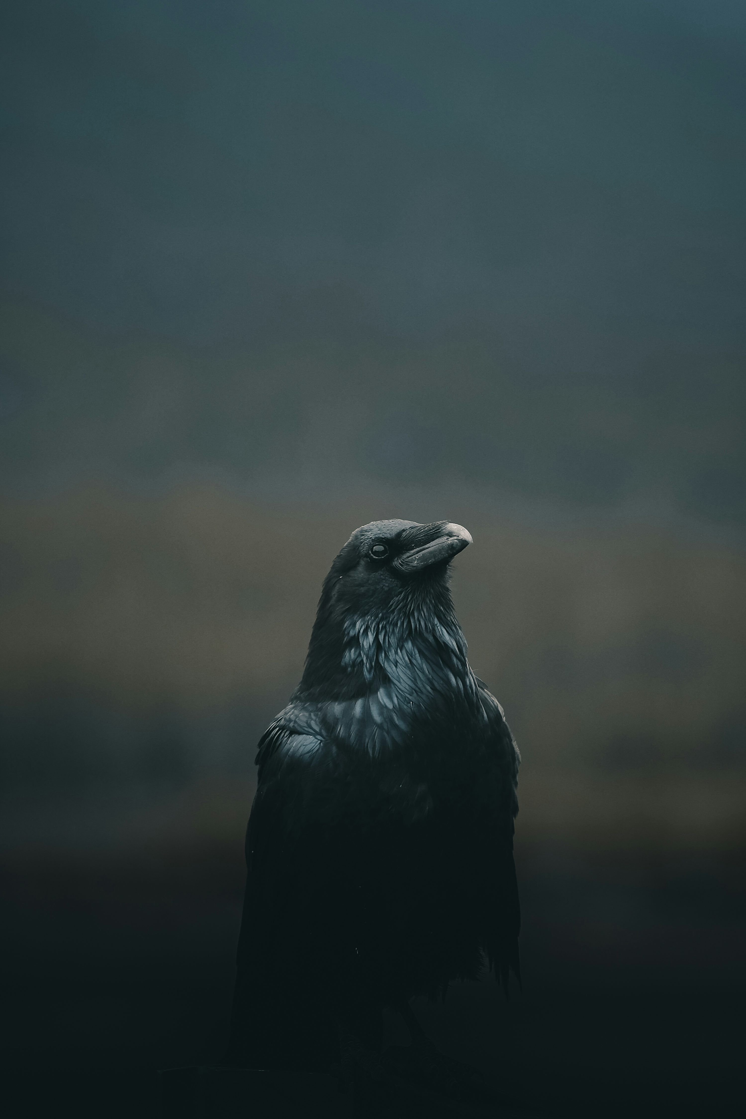 3000x4501 Crow Picture [HD]. Download Free Image