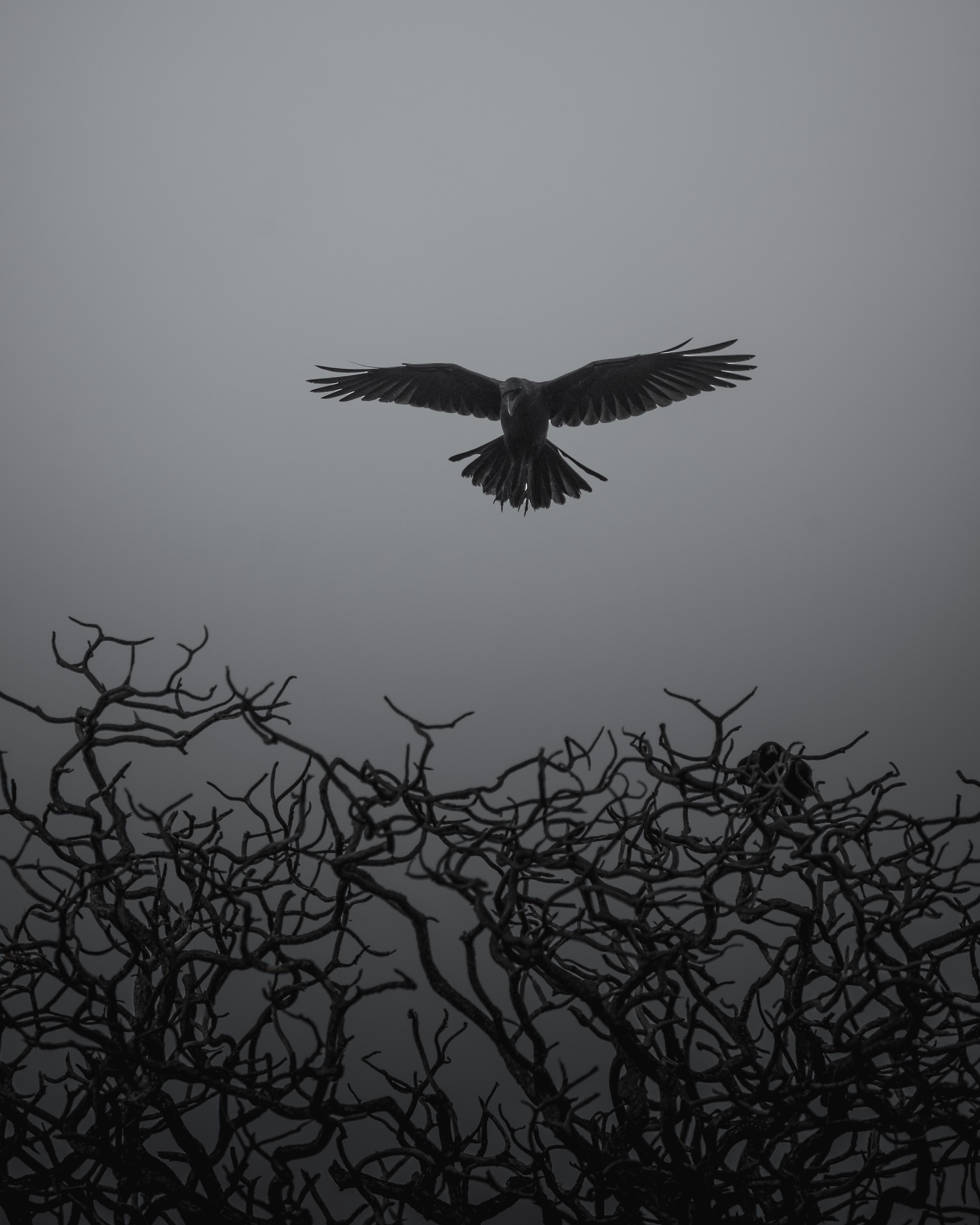 3326x4157 Download wallpaper 3326x4157 crow, branches, bw, bird, fly HD background