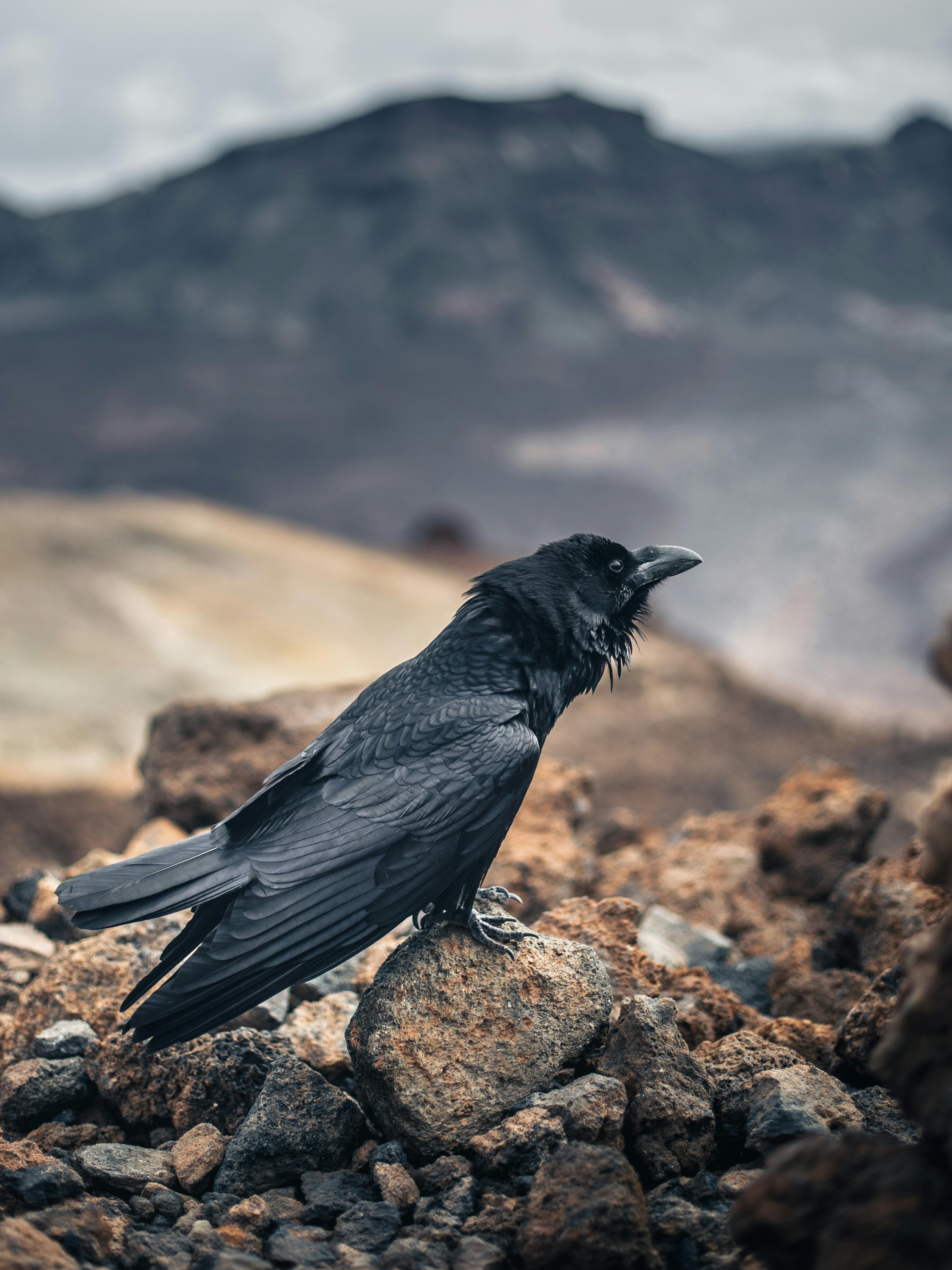 3455x4607 Close Up Shot Of A Crow Standing On A Rock · Free