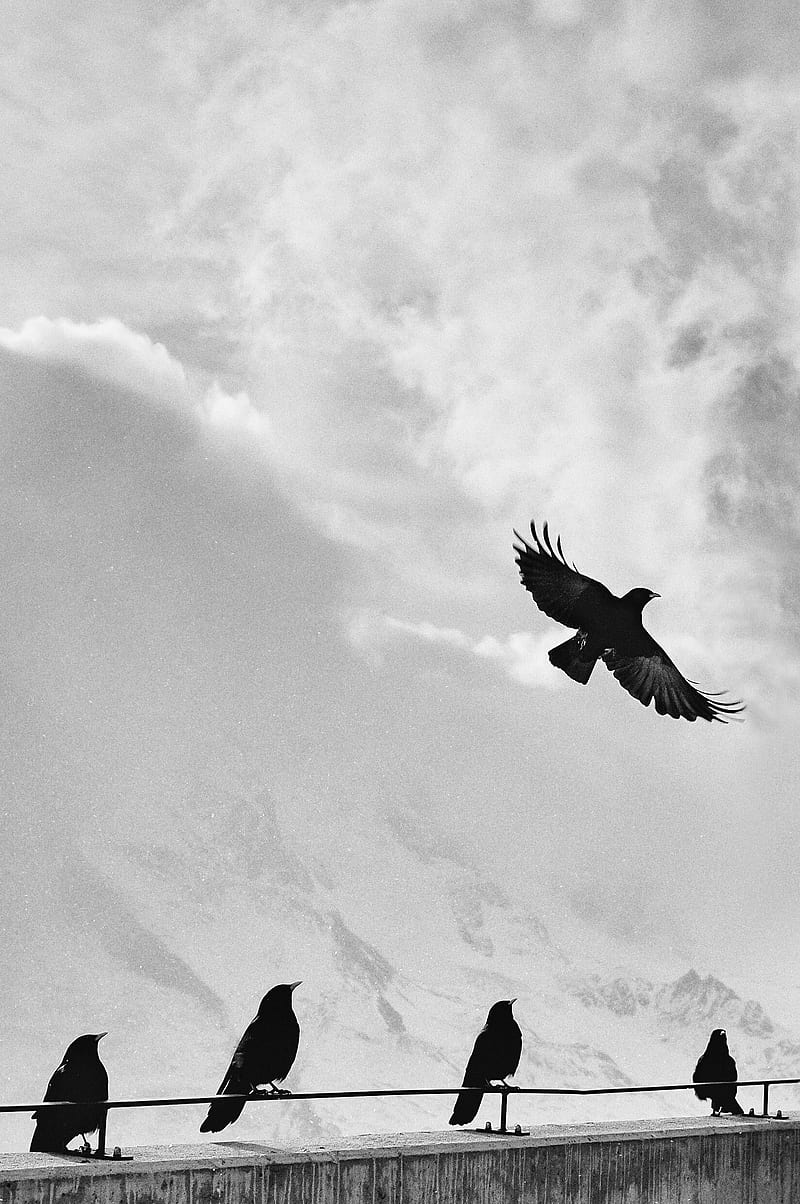 800x1204 bird flying crow and fly, HD phone wallpaper
