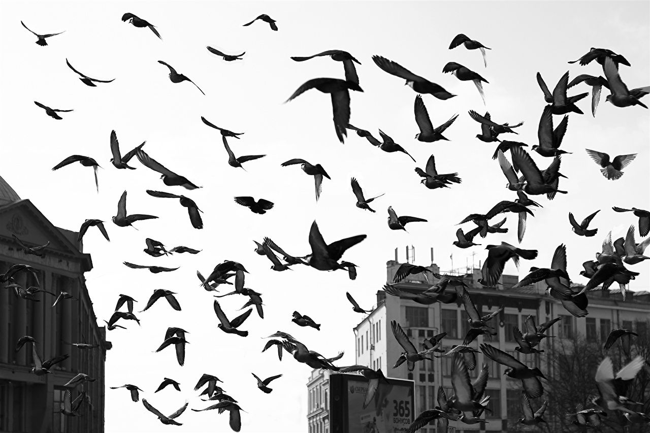 1280x853 Flying Crows Wallpaper