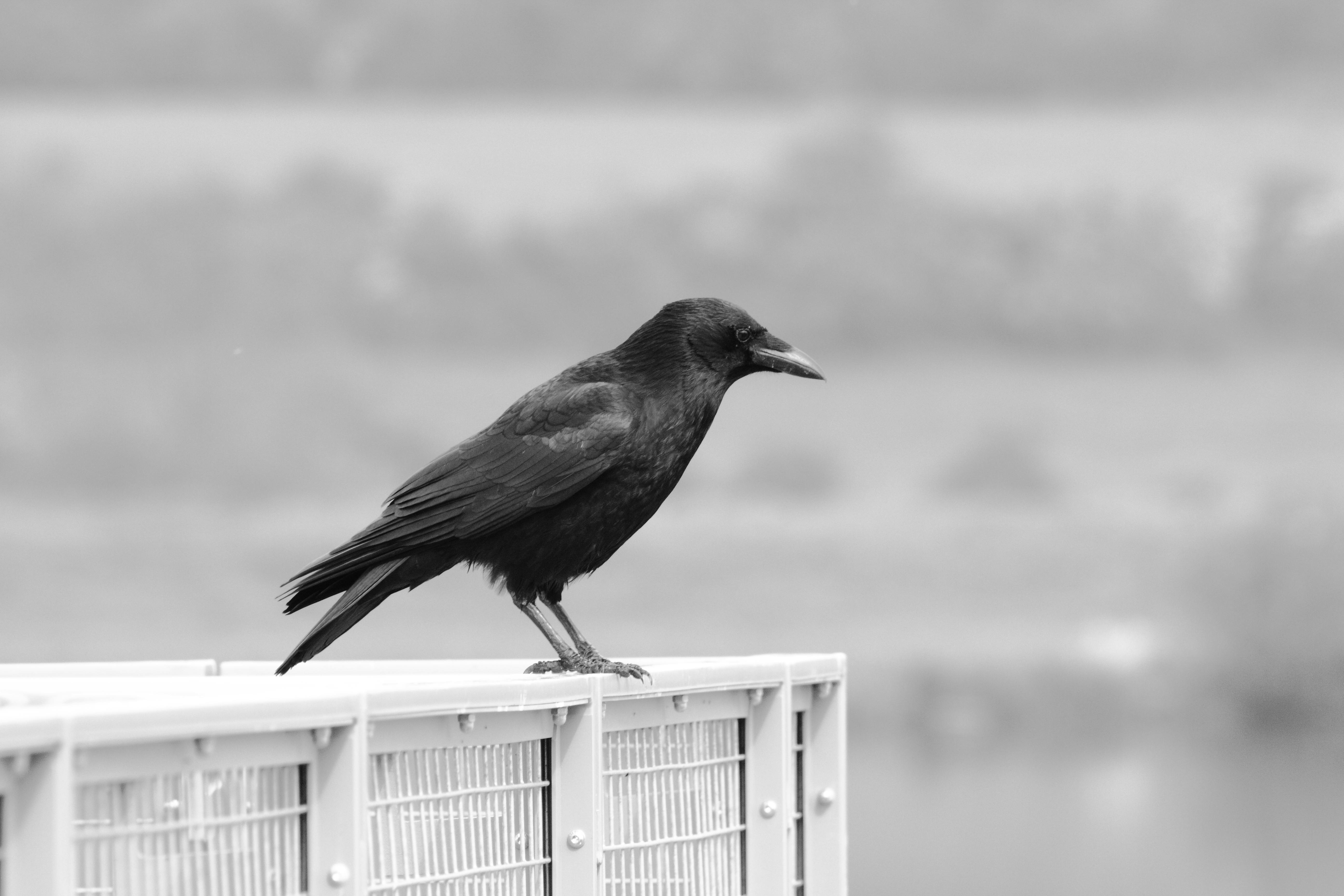 5184x3456 Shallow Focus of Crow · Free