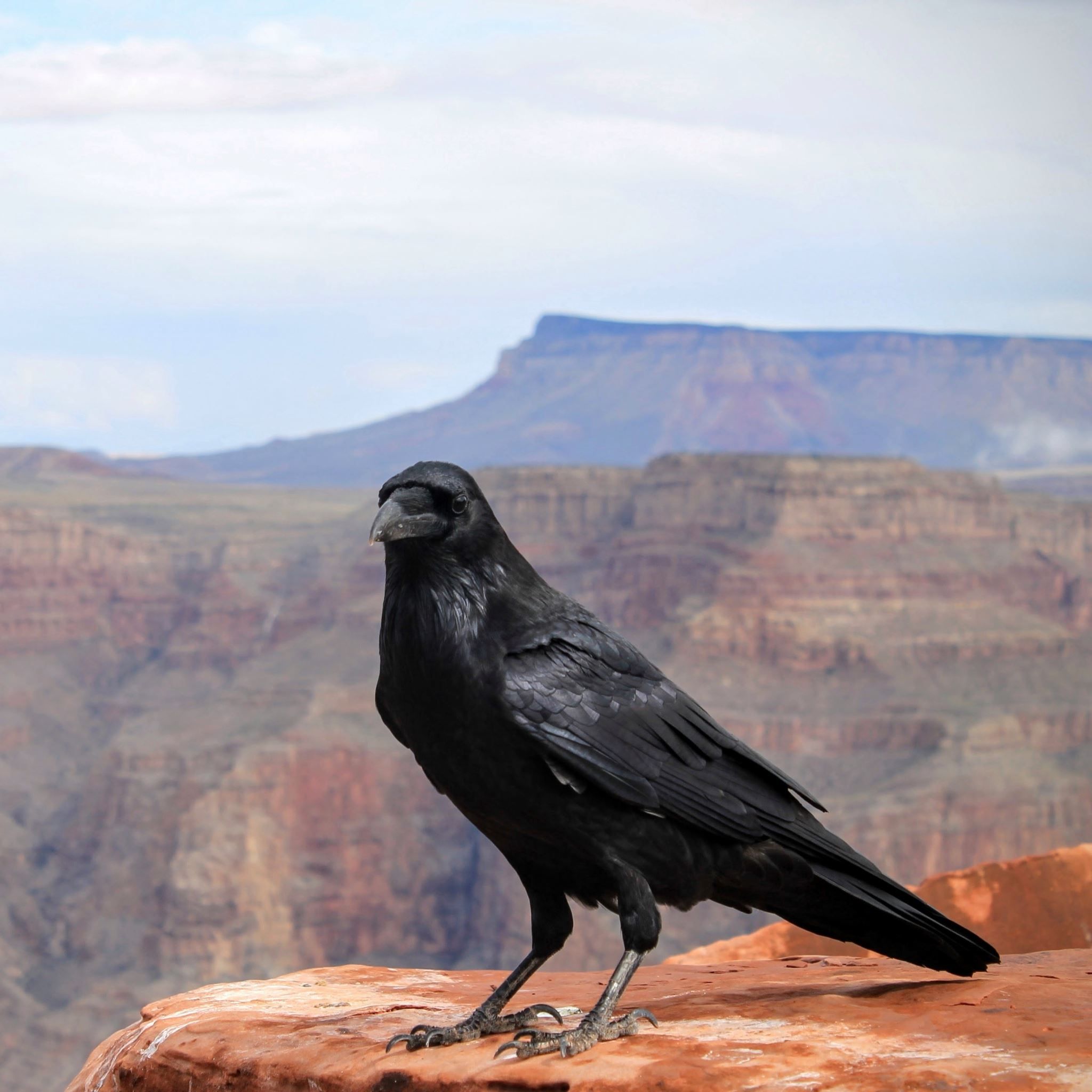 2048x2048 Best Crows iPad Air HD Wallpaper