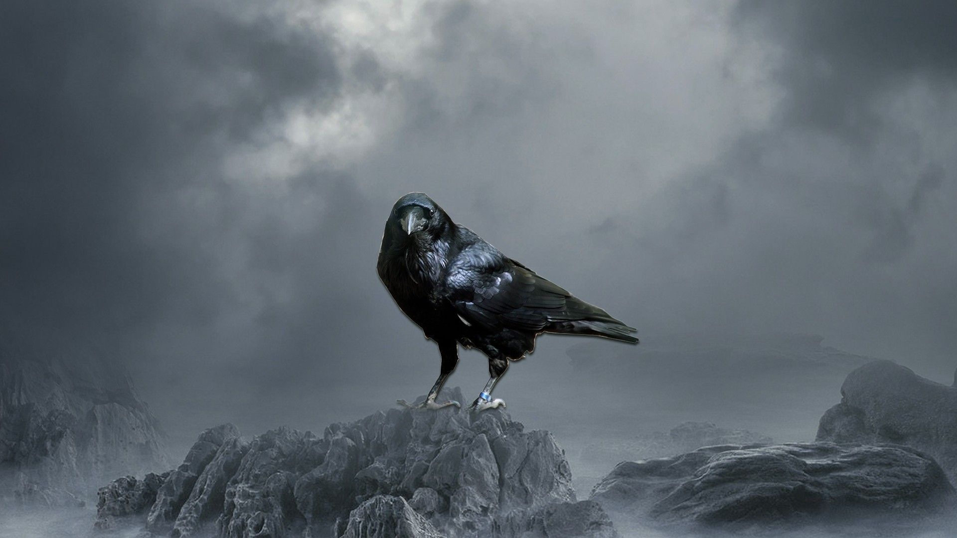 1920x1080 Crow Desktop HD Wallpaper 29090