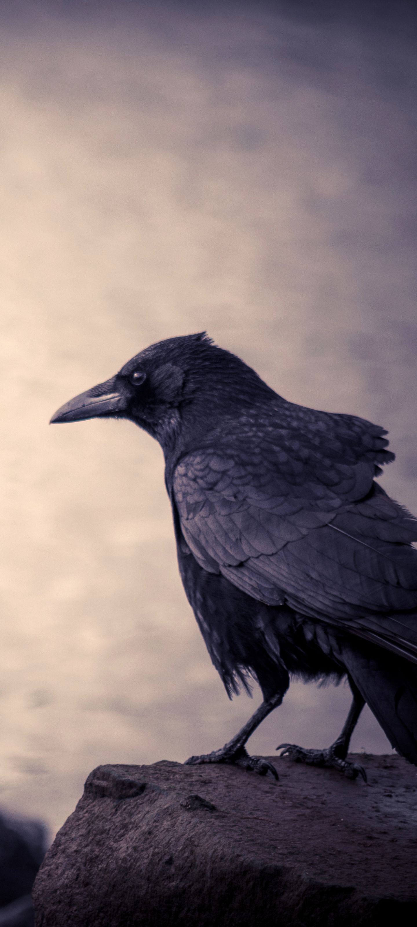 1440x3200 Crow Wallpaper