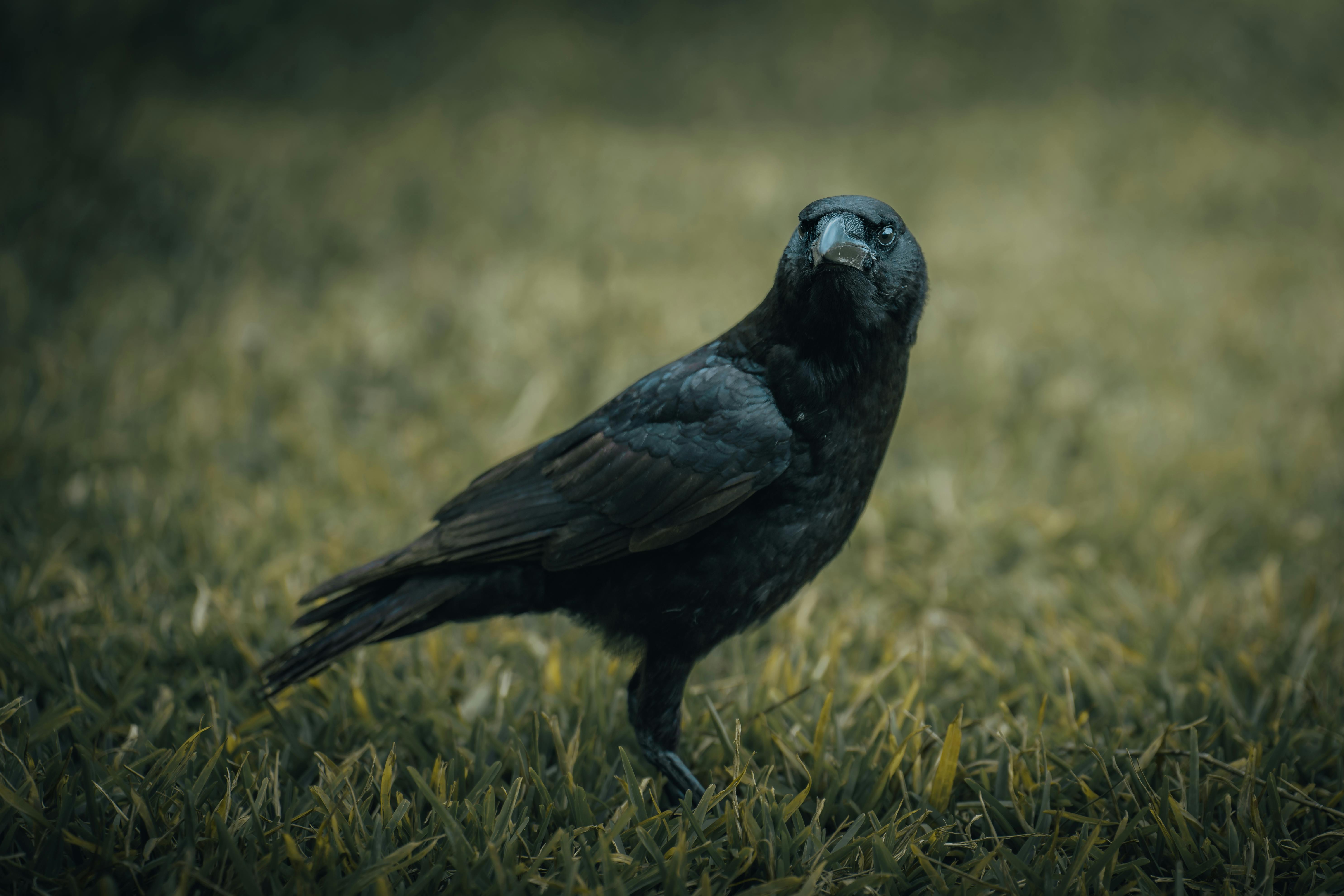 5941x3961 Close up of Crow · Free